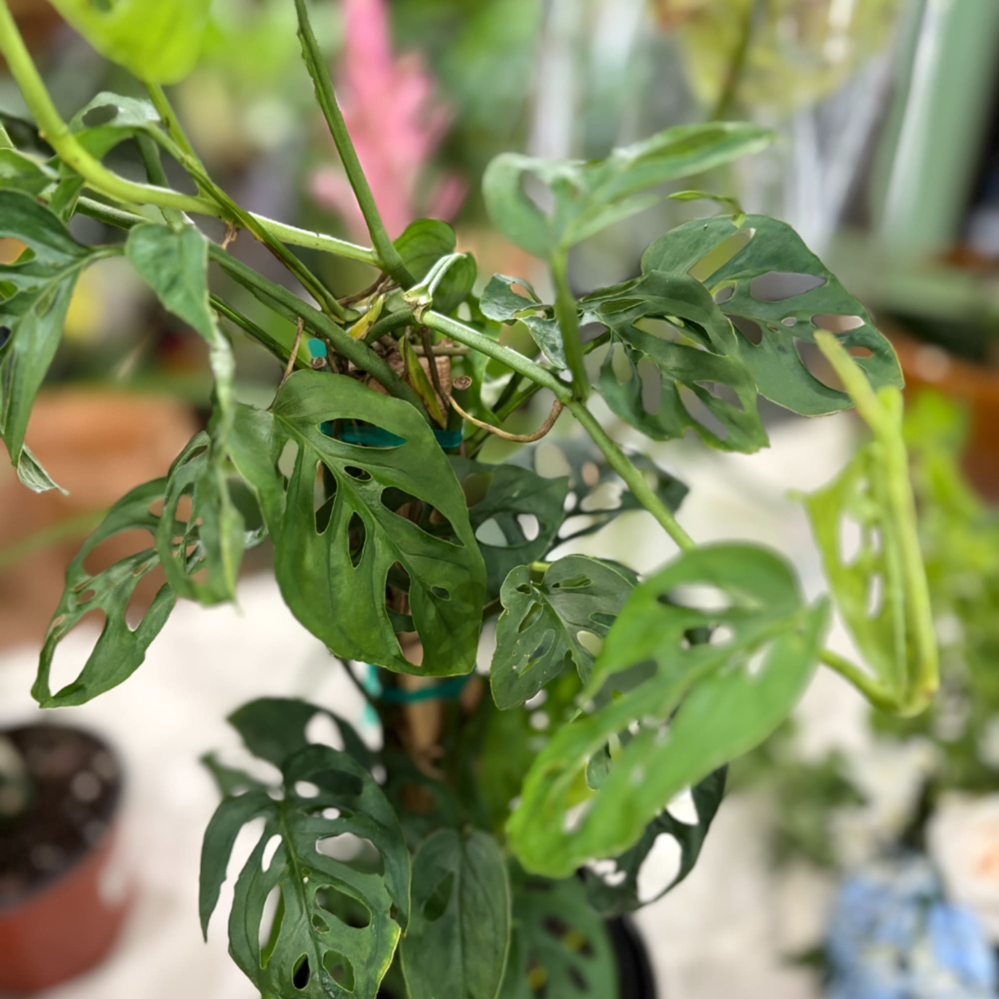 Close-up of a potted plant with perforated green leaves