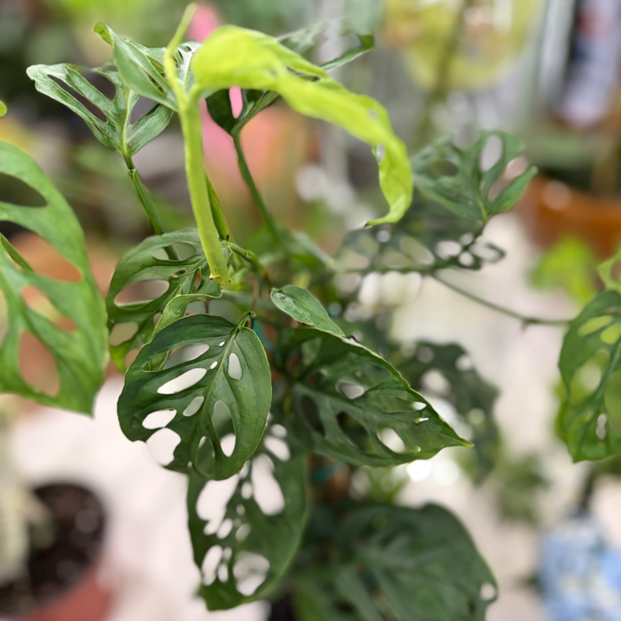 Close-up of a green houseplant with holey leaves
