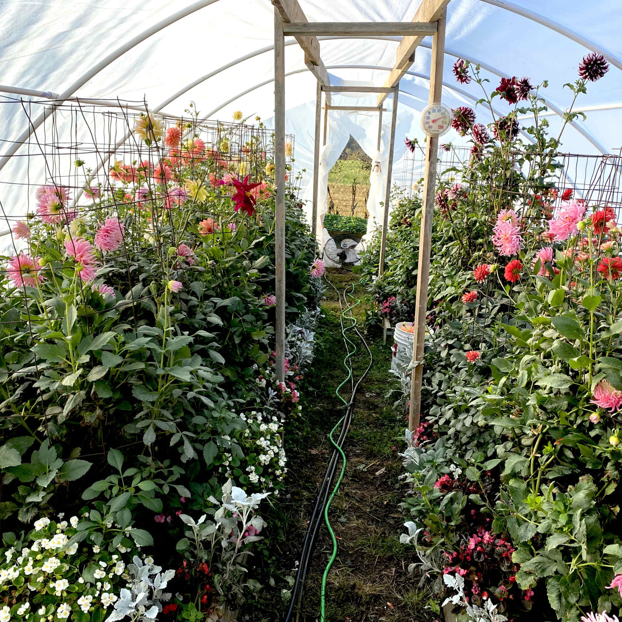 Rows of colorful flowers growing inside a greenhouse tunnel