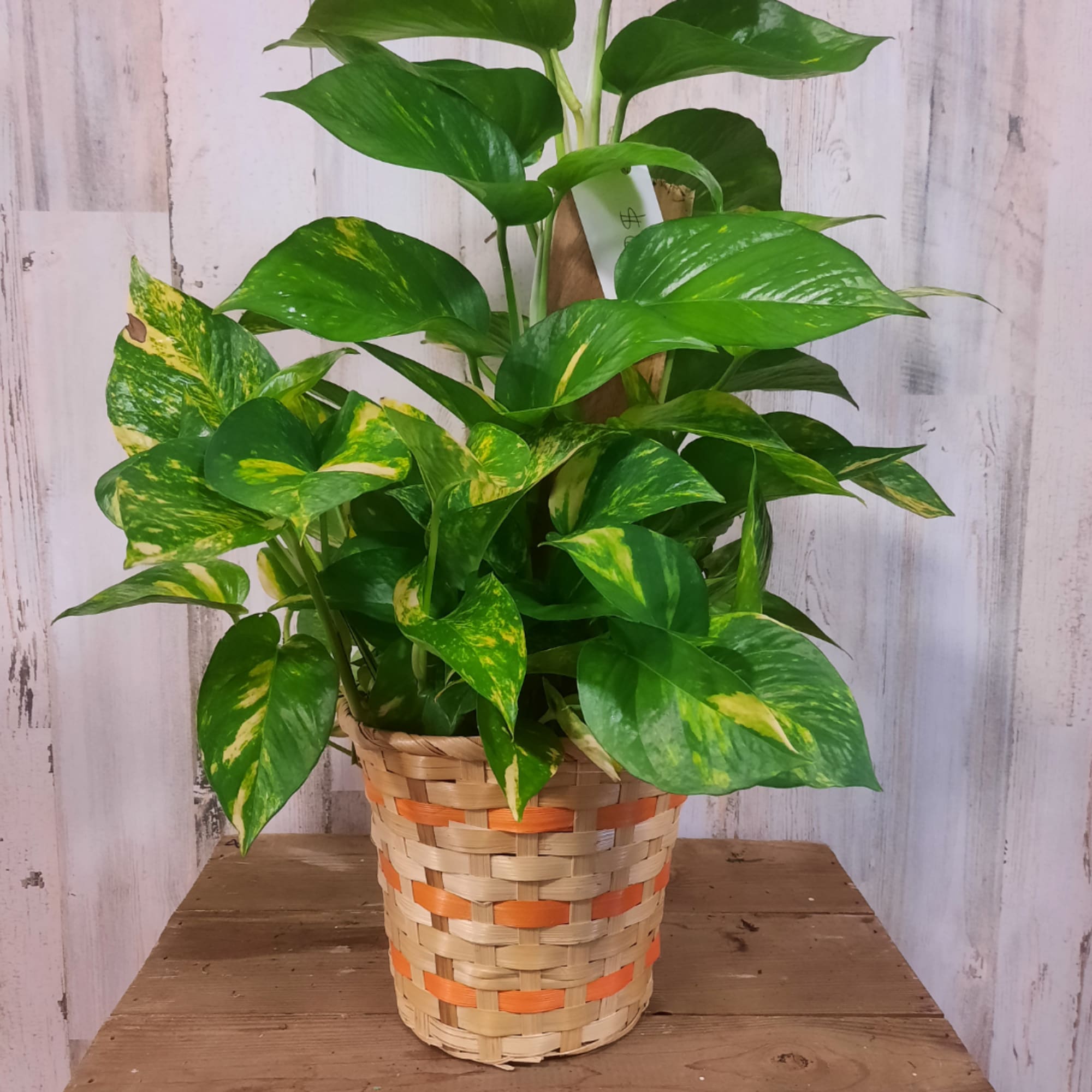 Potted pothos plant in a woven basket planter