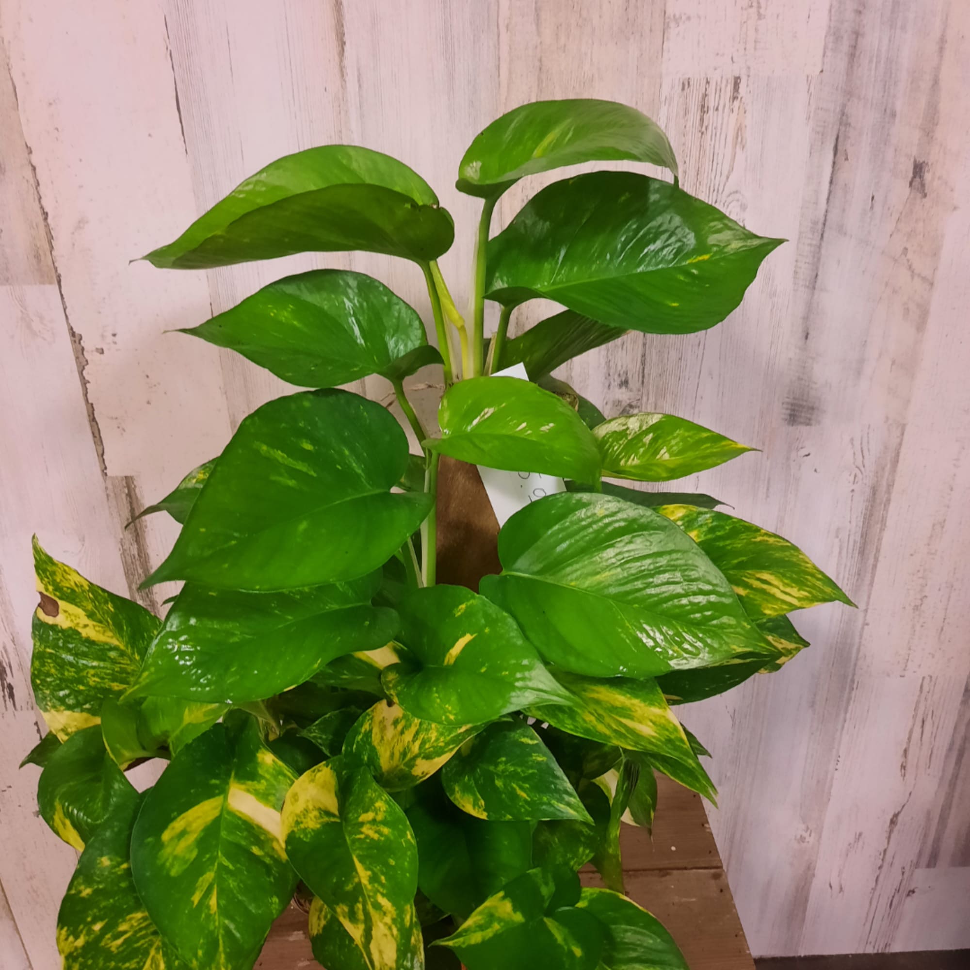 Potted pothos plant with glossy green and yellow variegated leaves, photo 3 of 4