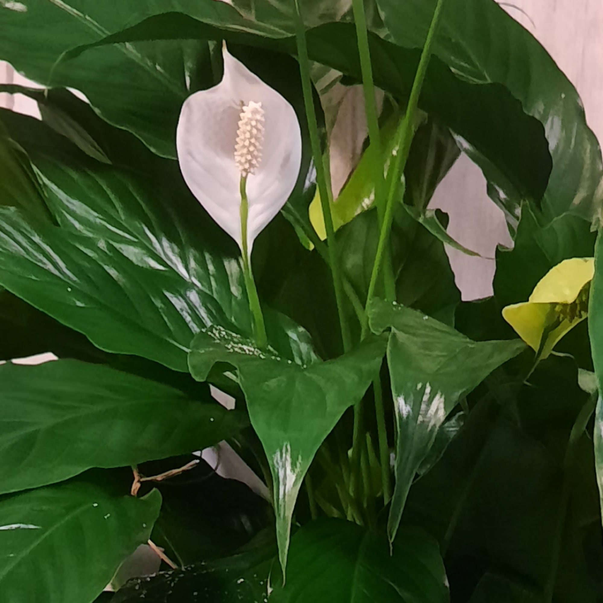 White peace lily blooms among large glossy green leaves