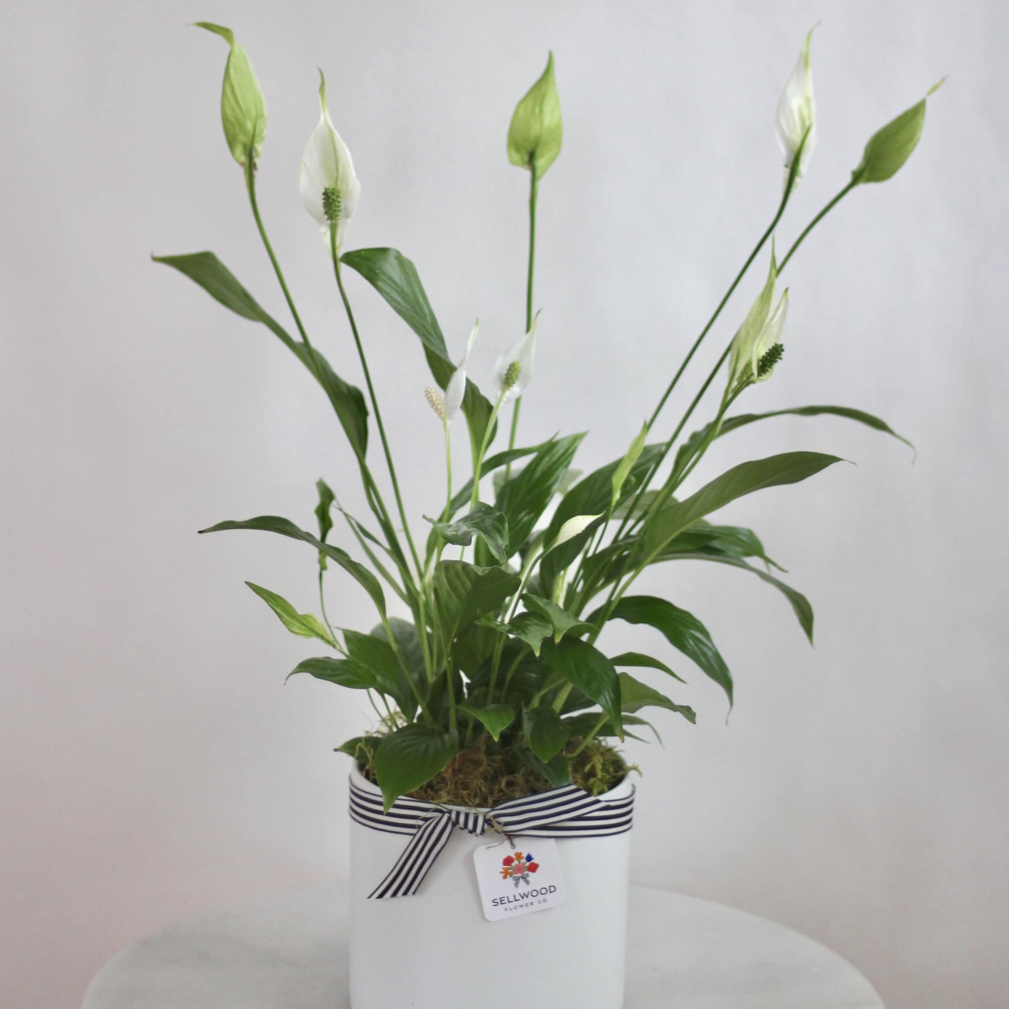White peace lily plant in a white pot with a striped ribbon