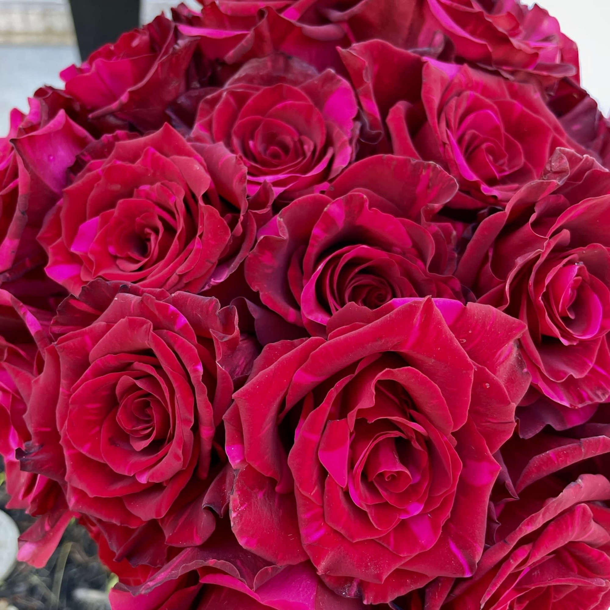 Bouquet of deep pink roses held close together