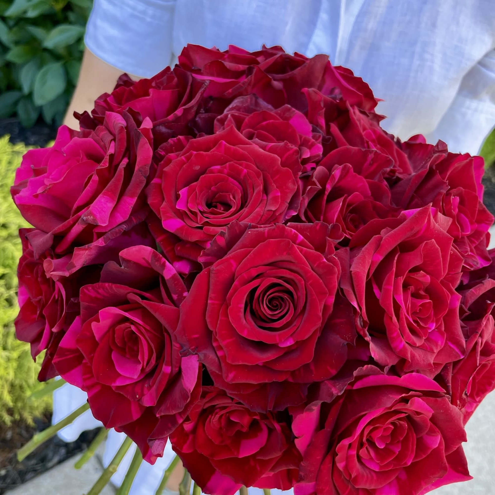 Bouquet of deep pink roses held by a person in a white shirt