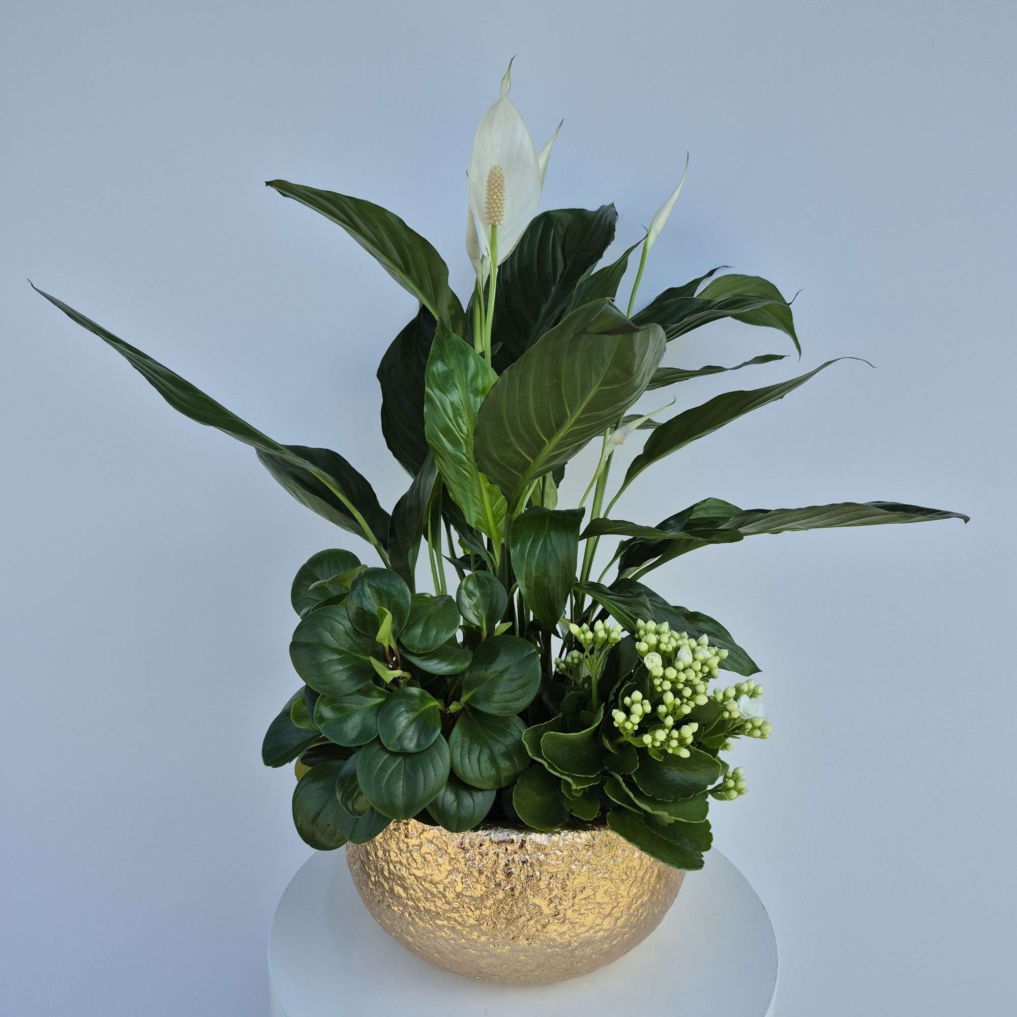 Potted arrangement with white peace lilies and dark green foliage in a gold bowl