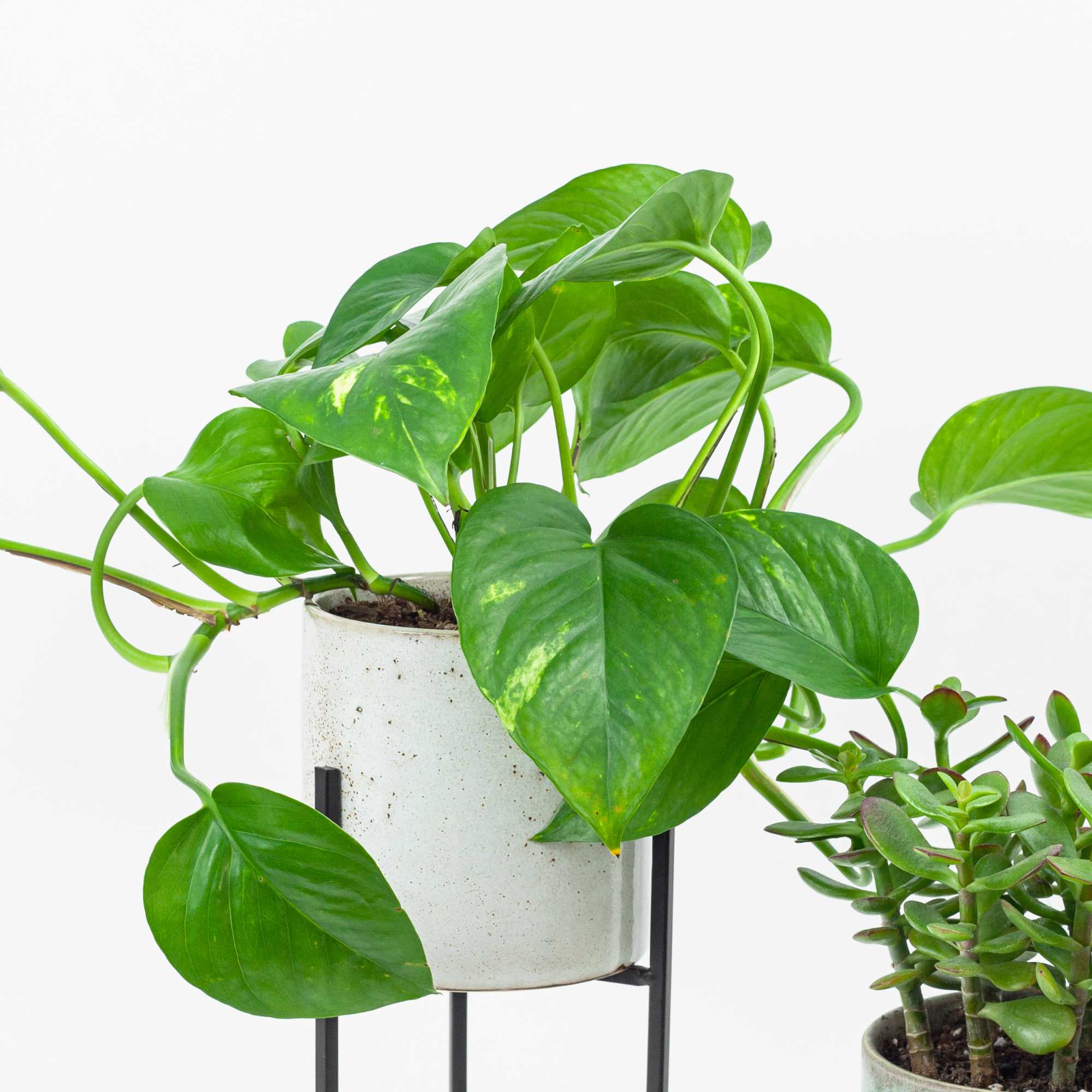 Potted trailing green houseplant beside a small succulent in a pot