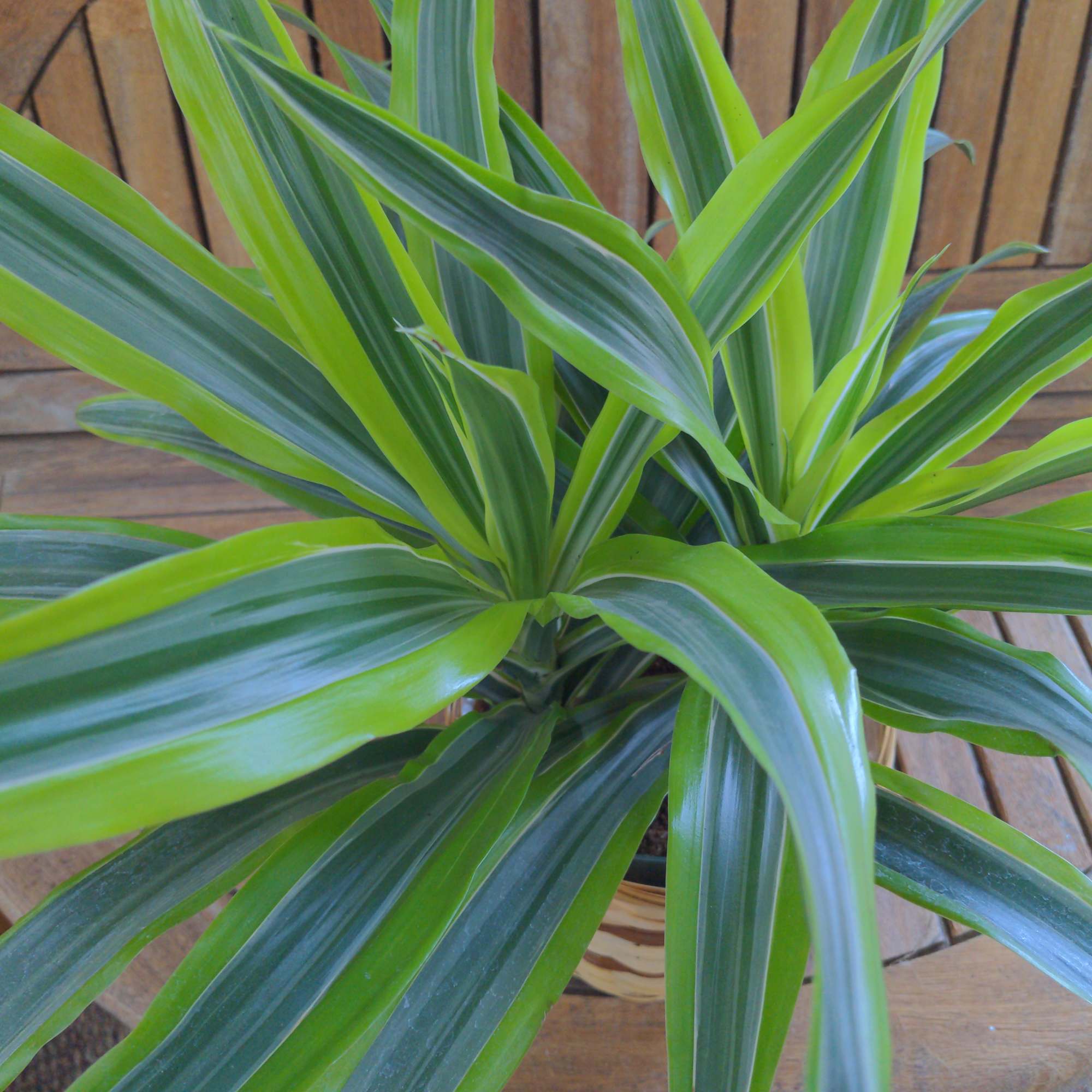 18" to 24" tall Lemon Lime Dracaena , photo 3 of 3