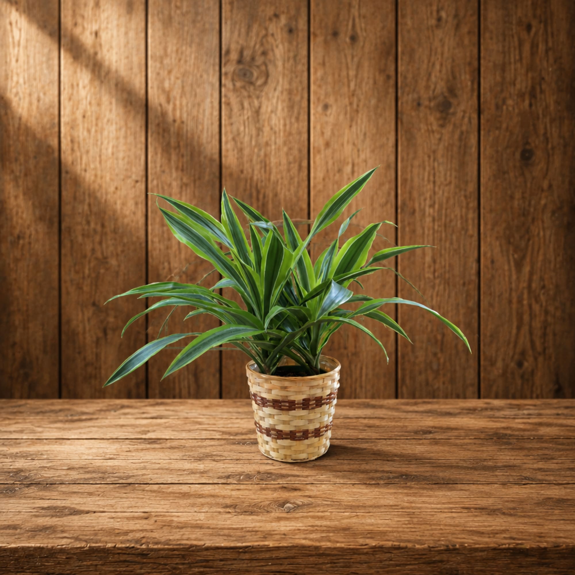 Potted green houseplant in a woven basket planter