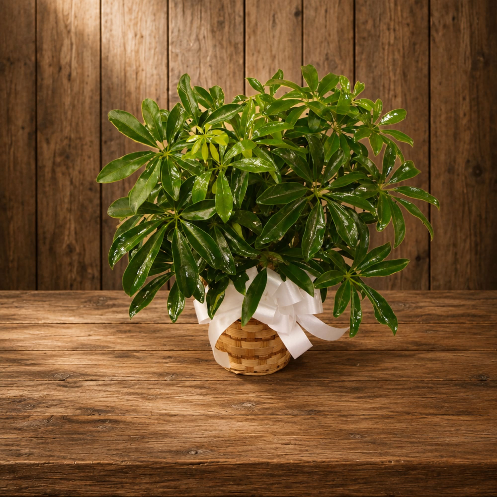 Potted green plant in a woven basket with a white ribbon