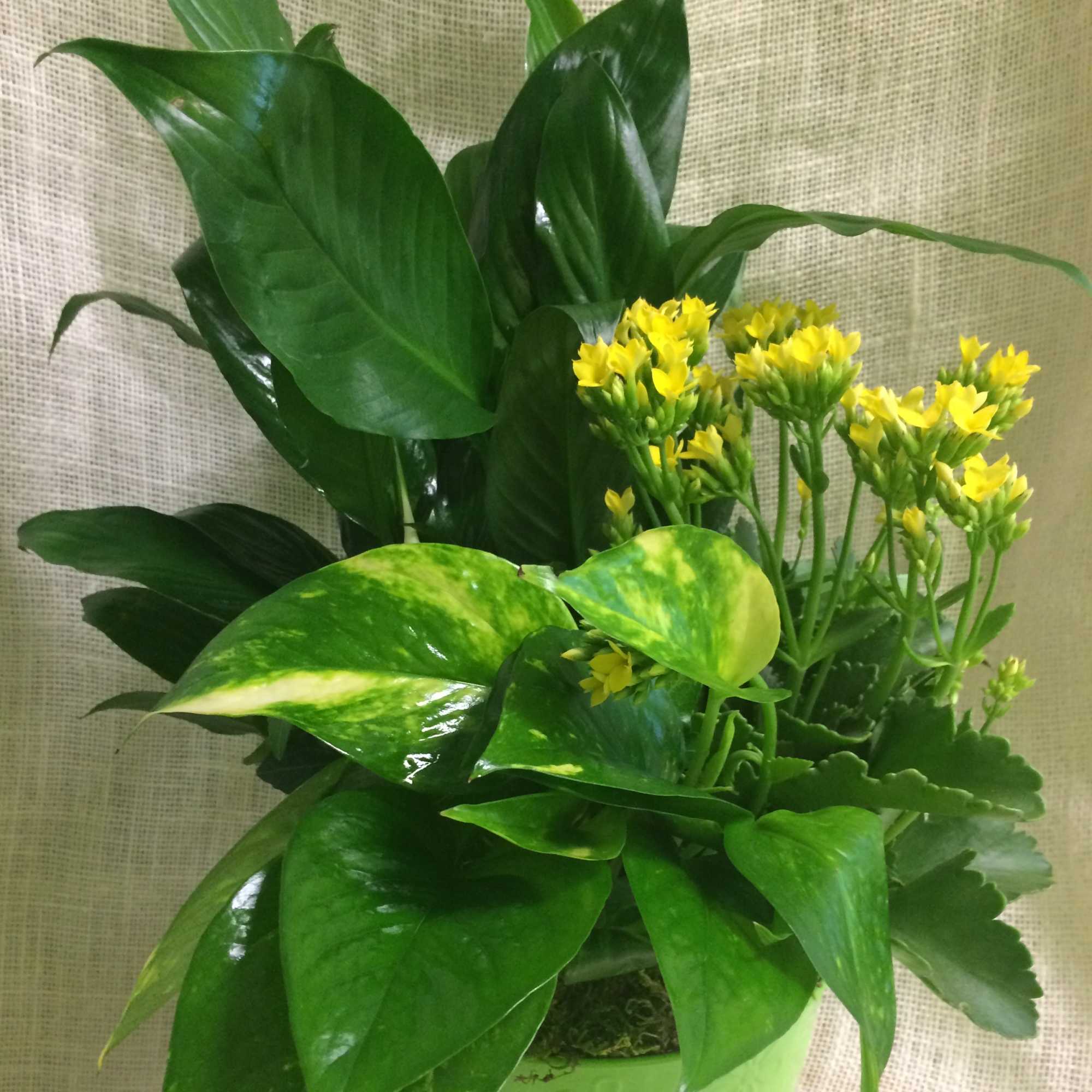 Green potted plant with small yellow flowers