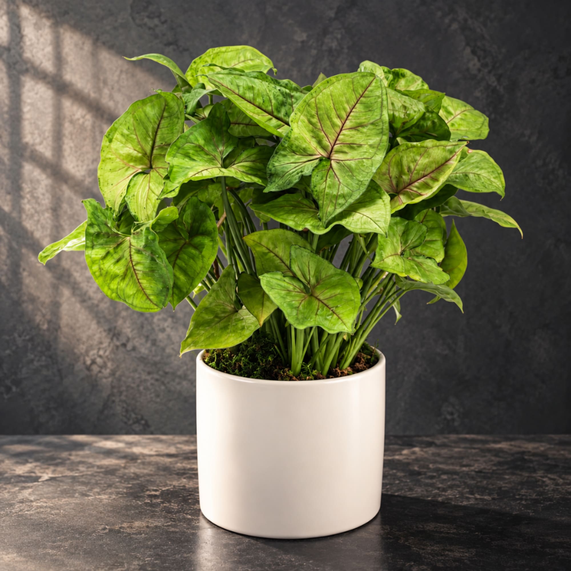 Potted green houseplant with arrow-shaped leaves in a white ceramic pot