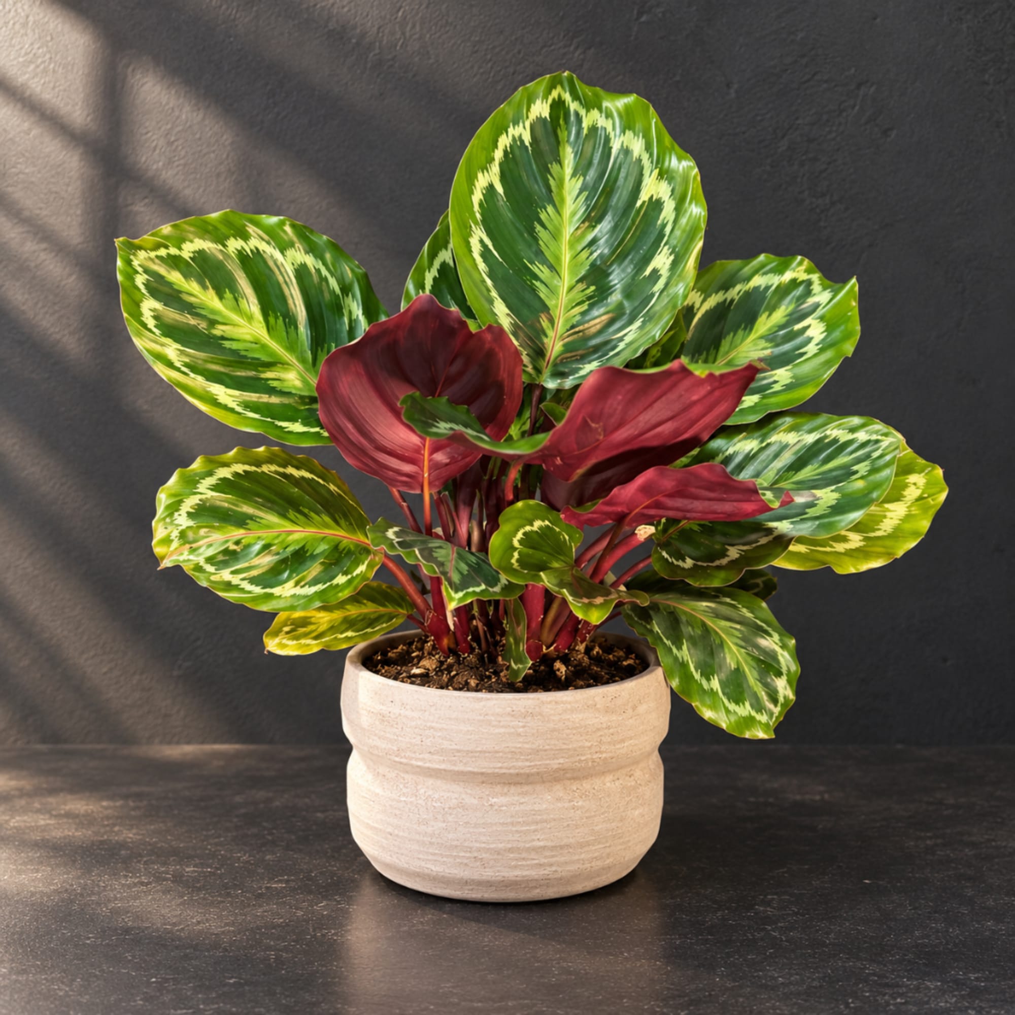Potted calathea plant with green and burgundy patterned leaves in a beige pot