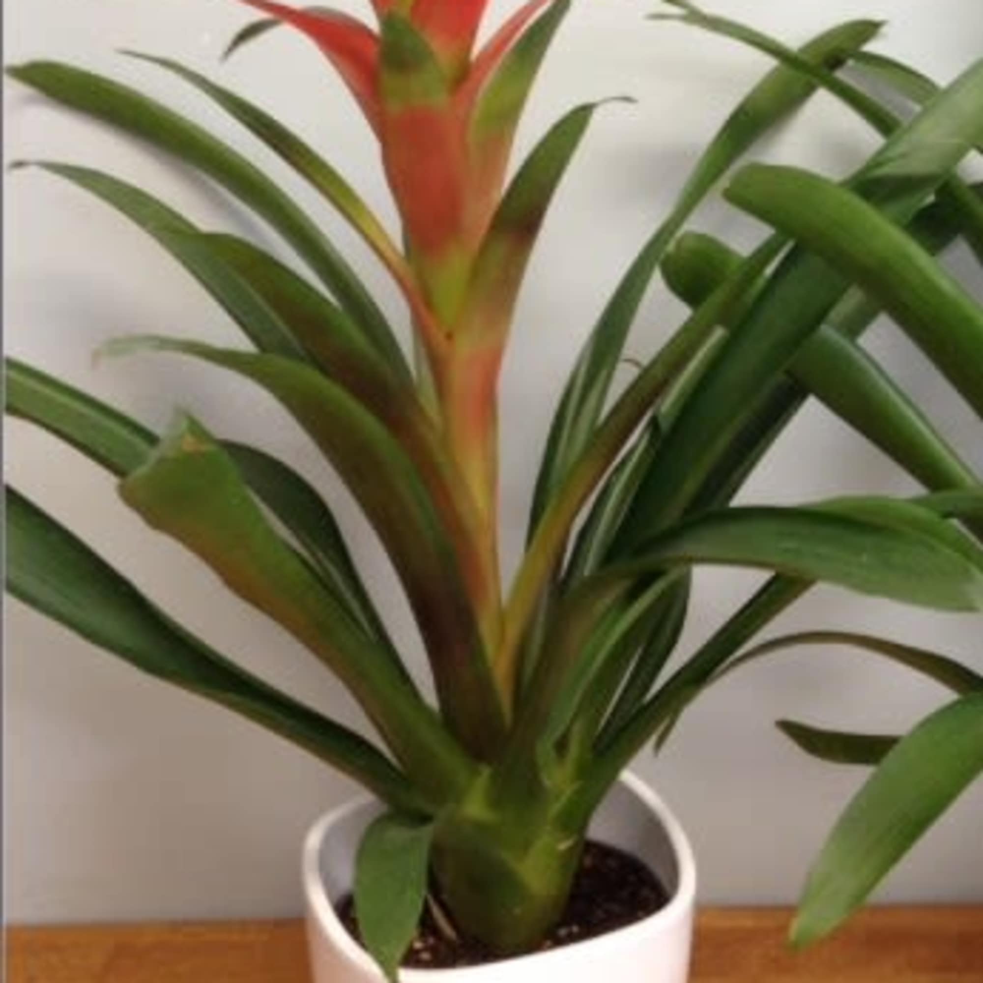 Potted bromeliad with a red-orange flower spike