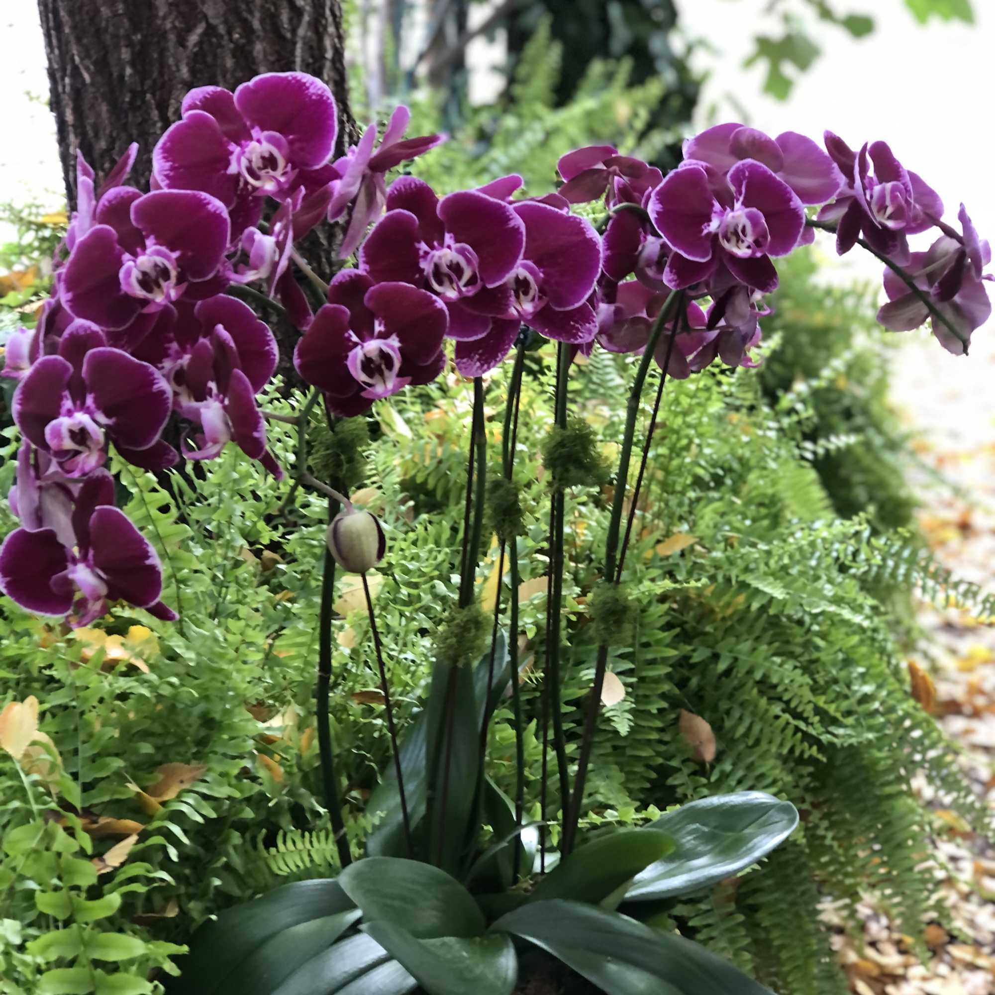Purple orchids in a white pot surrounded by ferns