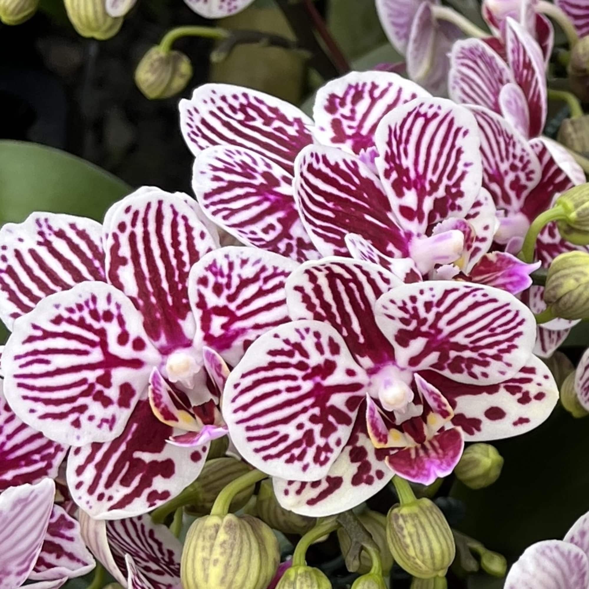 Close-up of pink and white striped orchids with unopened buds