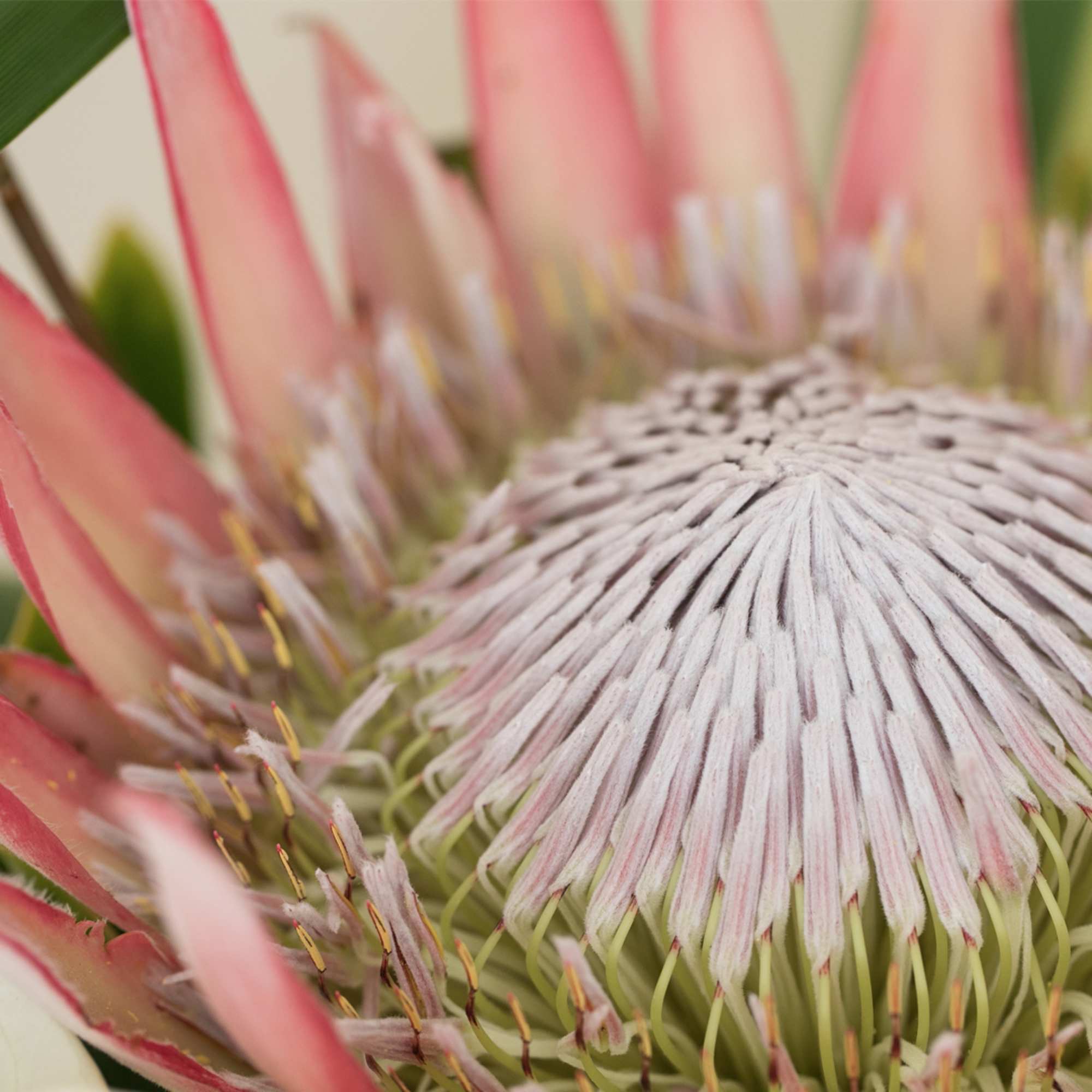 Trendy and Fun, this arrangement features exotic tropical flowers that exude elegance, photo 3 of 7