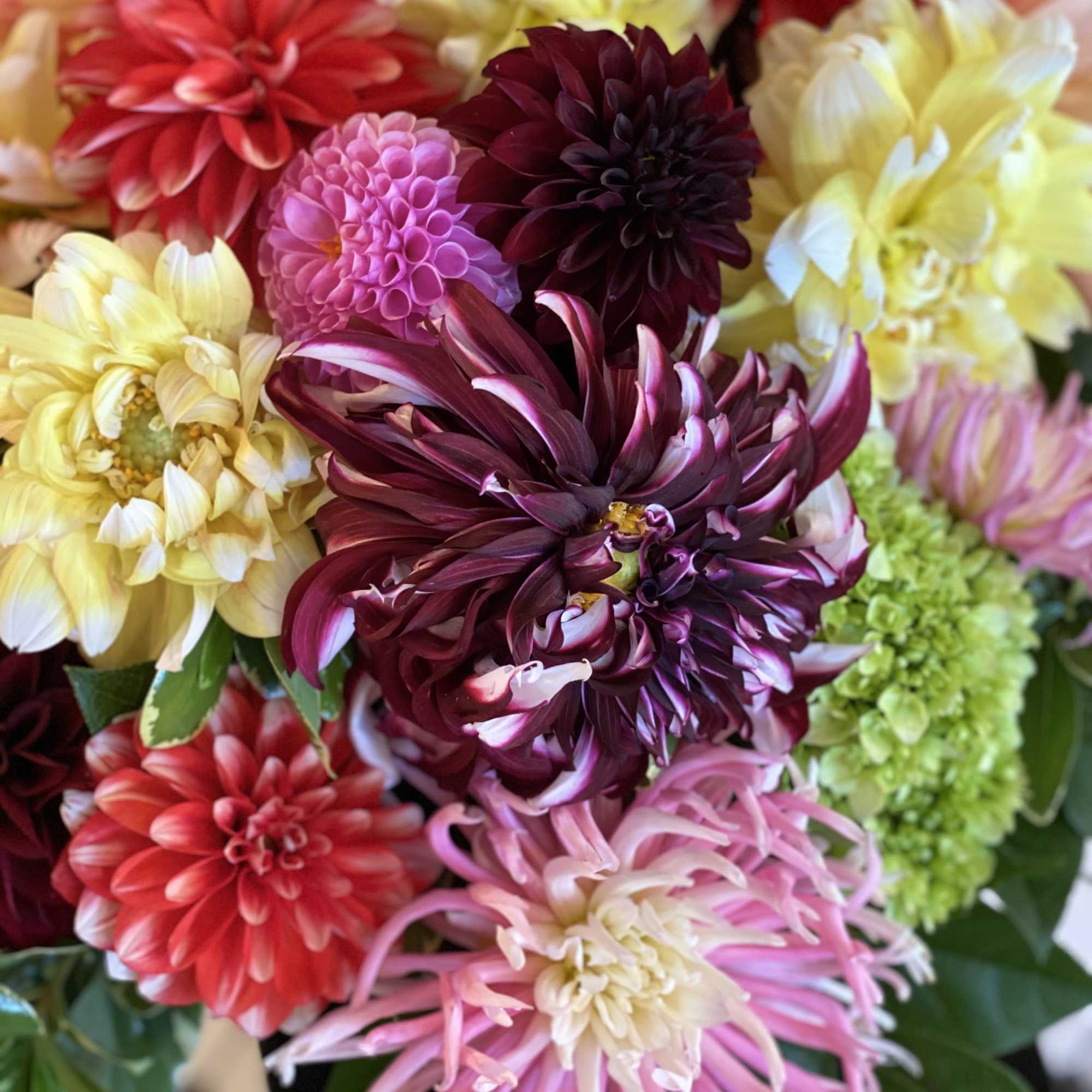 Colorful bouquet of dahlias in pink, red, yellow, and burgundy