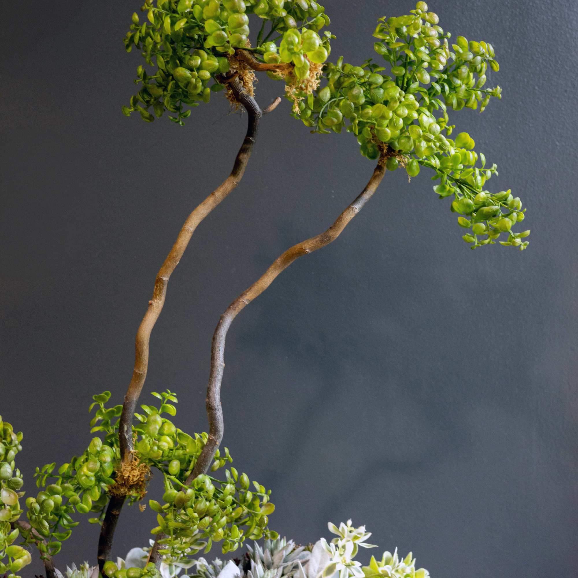 Succulent arrangement with tall branching stems against a dark background