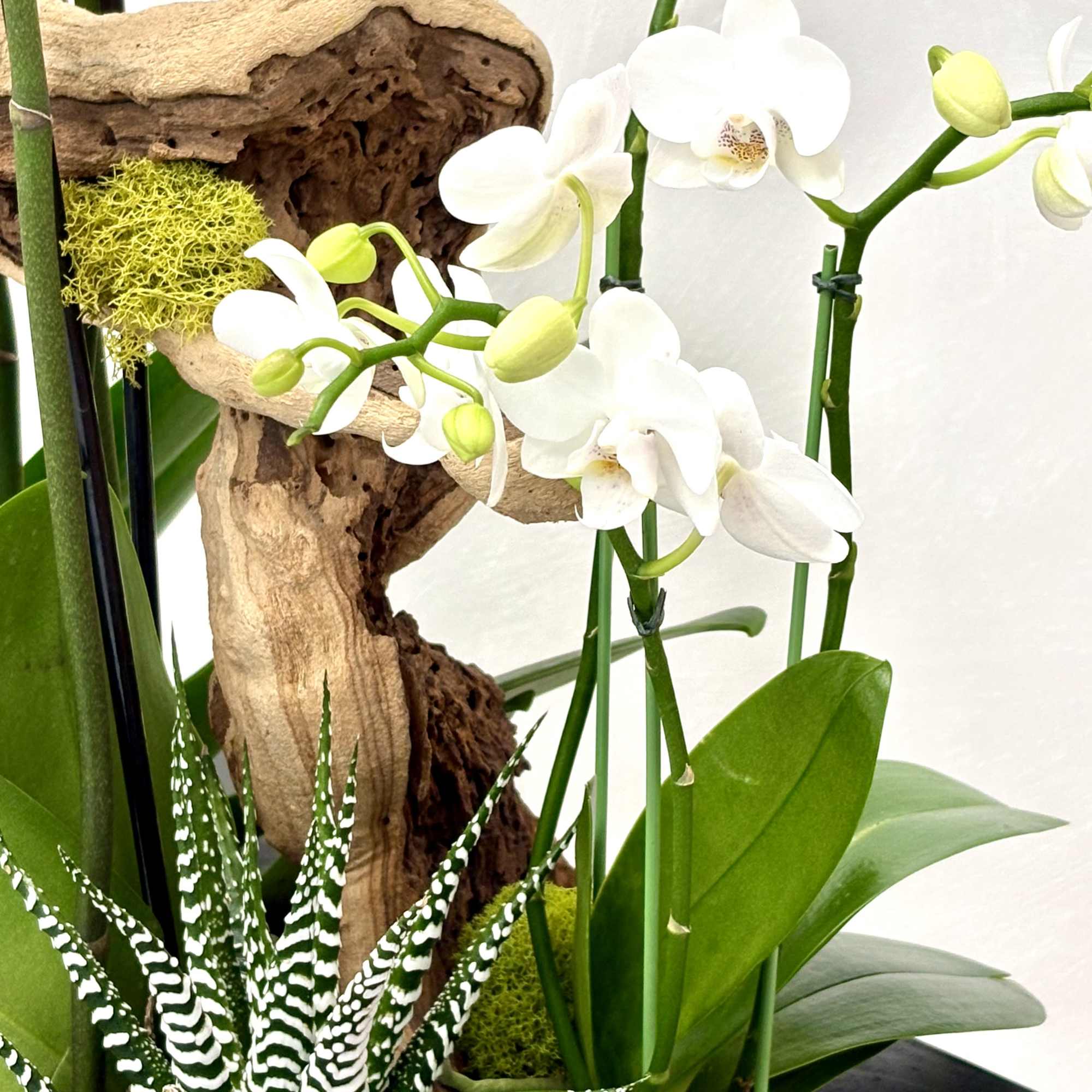 White orchids arranged with driftwood and succulents in a black container.