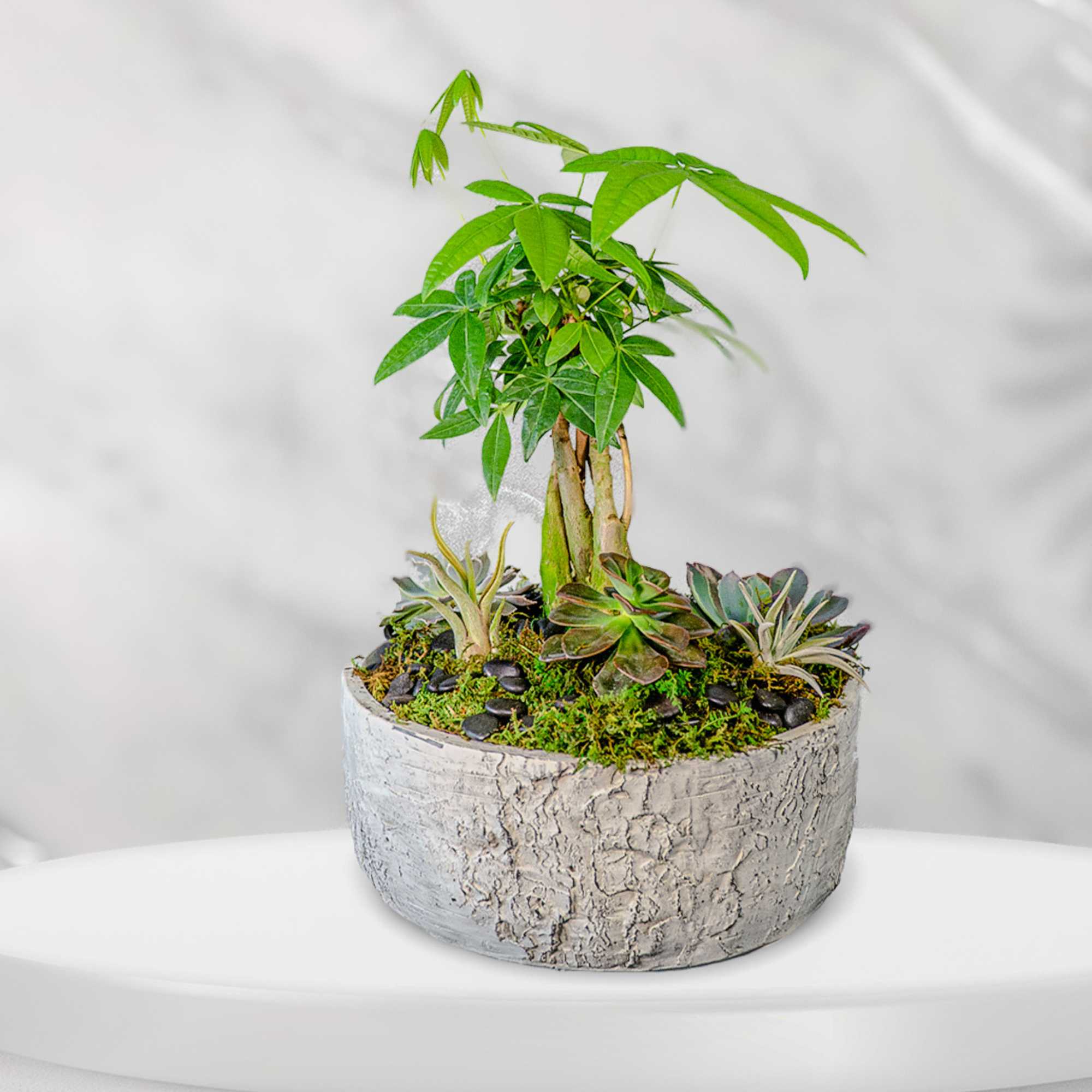 Potted money tree with small succulents in a textured gray planter