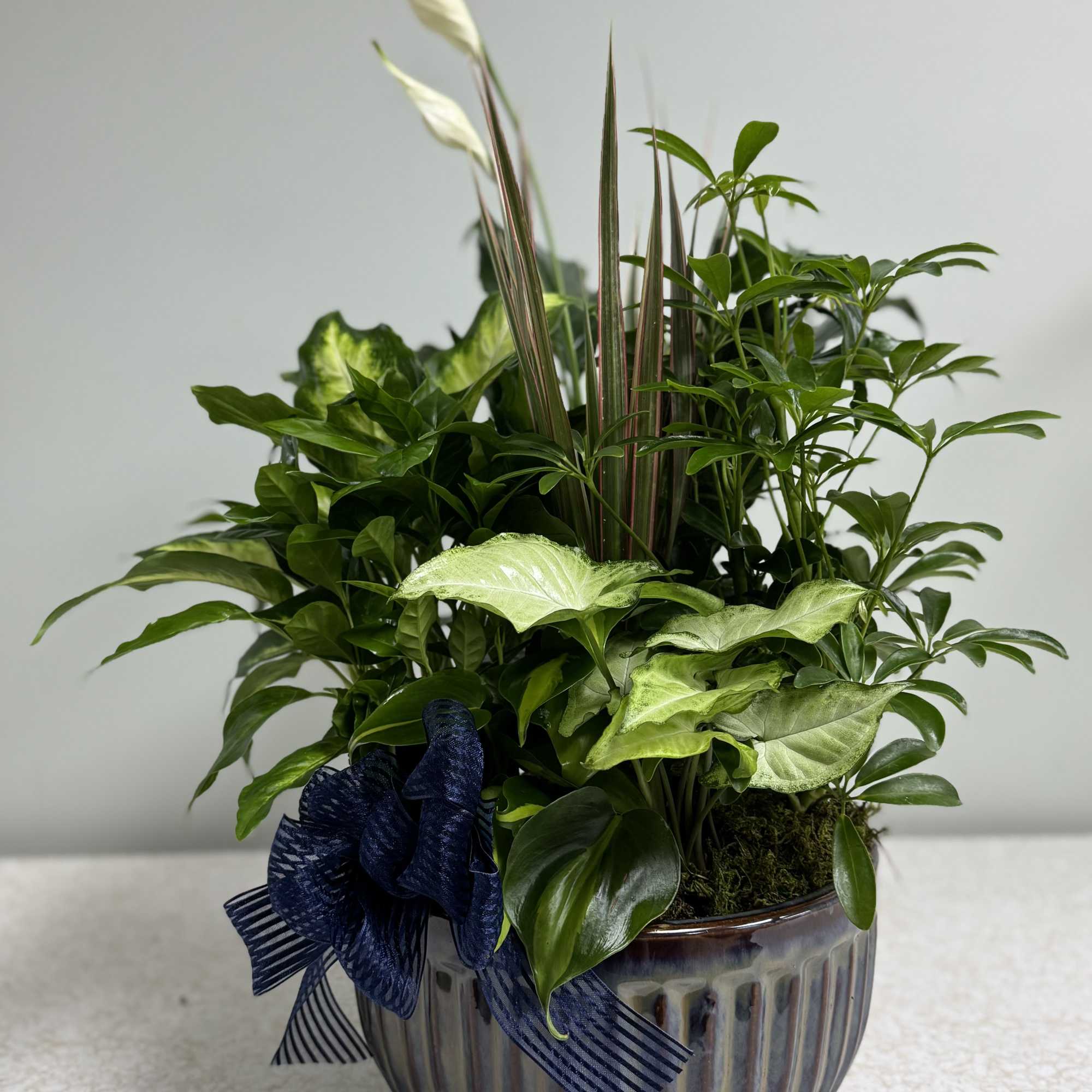 Lush green potted plant arrangement in a ribbed ceramic bowl with a navy ribbon