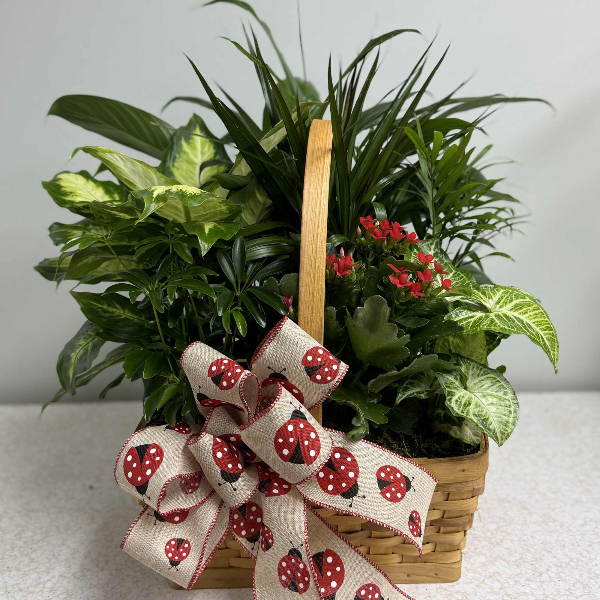 Basket of green houseplants with a ladybug ribbon bow