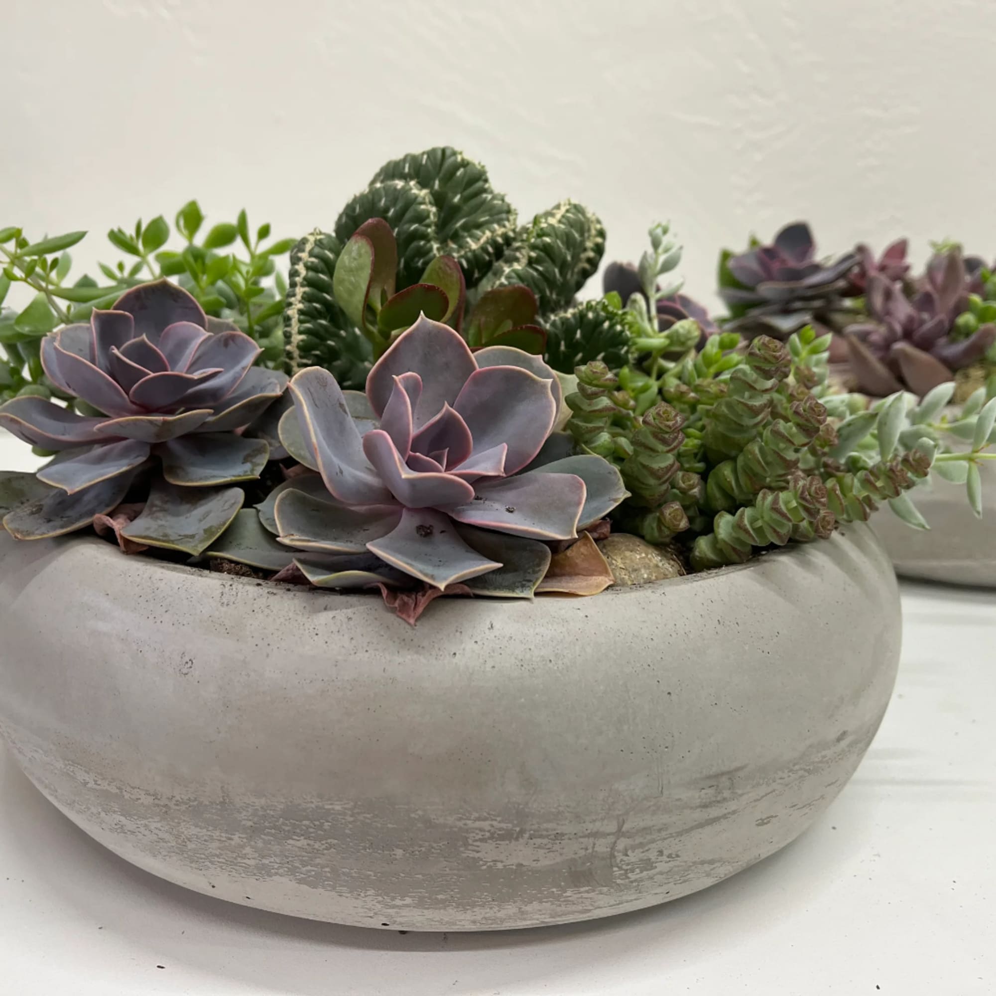 Succulent arrangement in a shallow white bowl planter