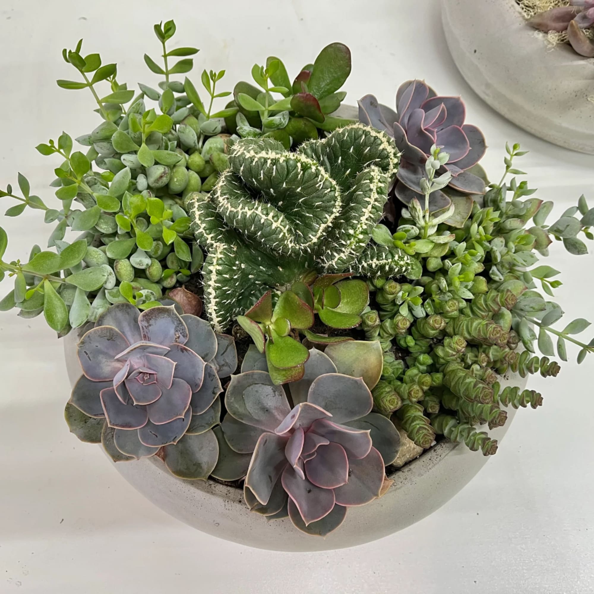 Mixed succulent arrangement in a shallow round bowl