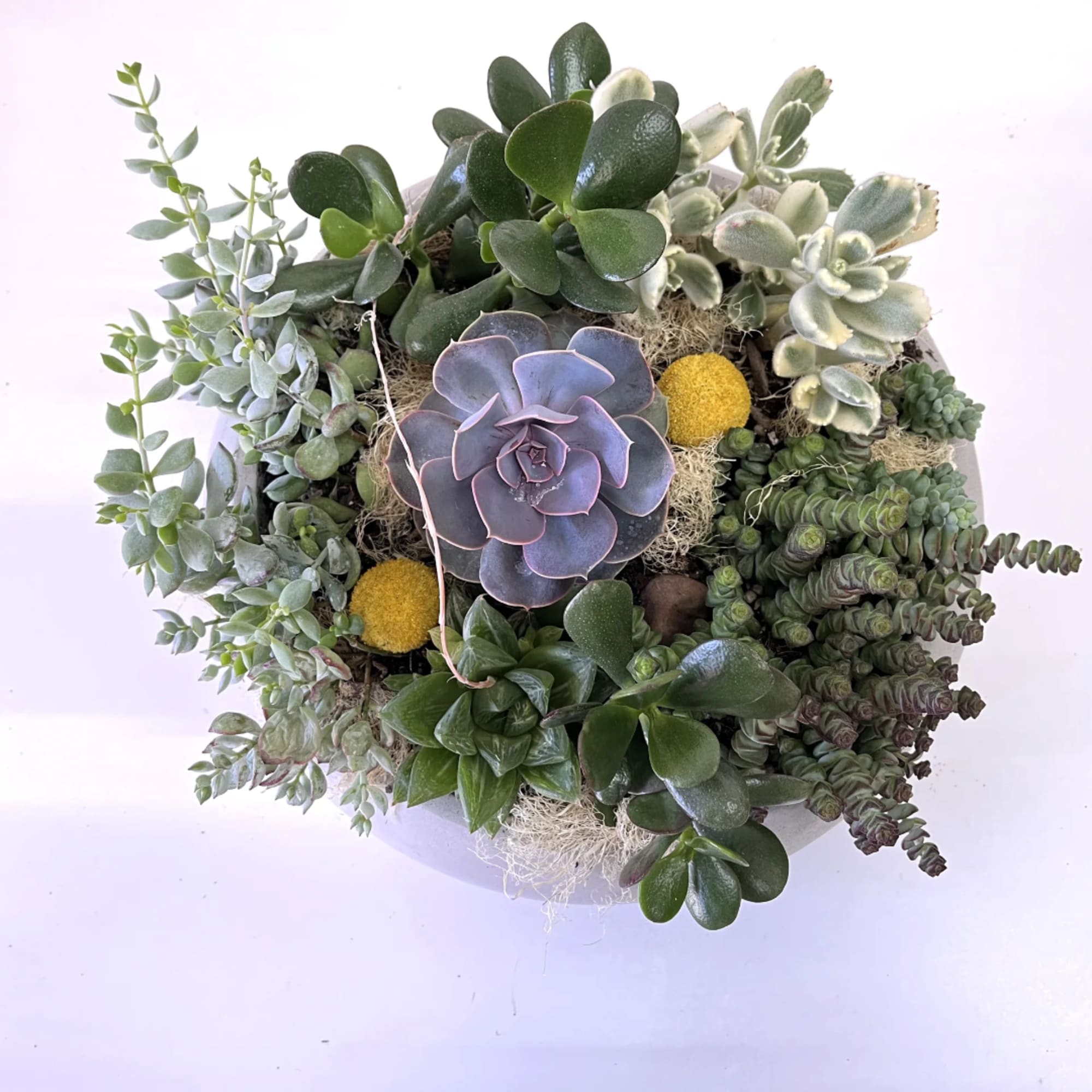 Succulent arrangement in a shallow round container with mixed green rosettes and trailing stems