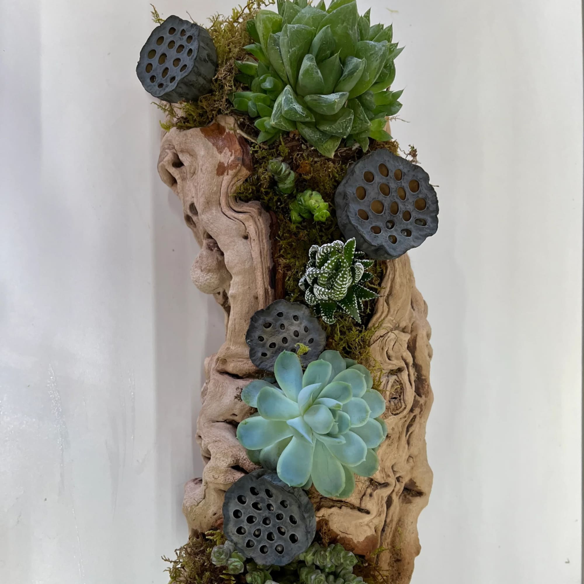 Succulent arrangement on driftwood with lotus seed pods