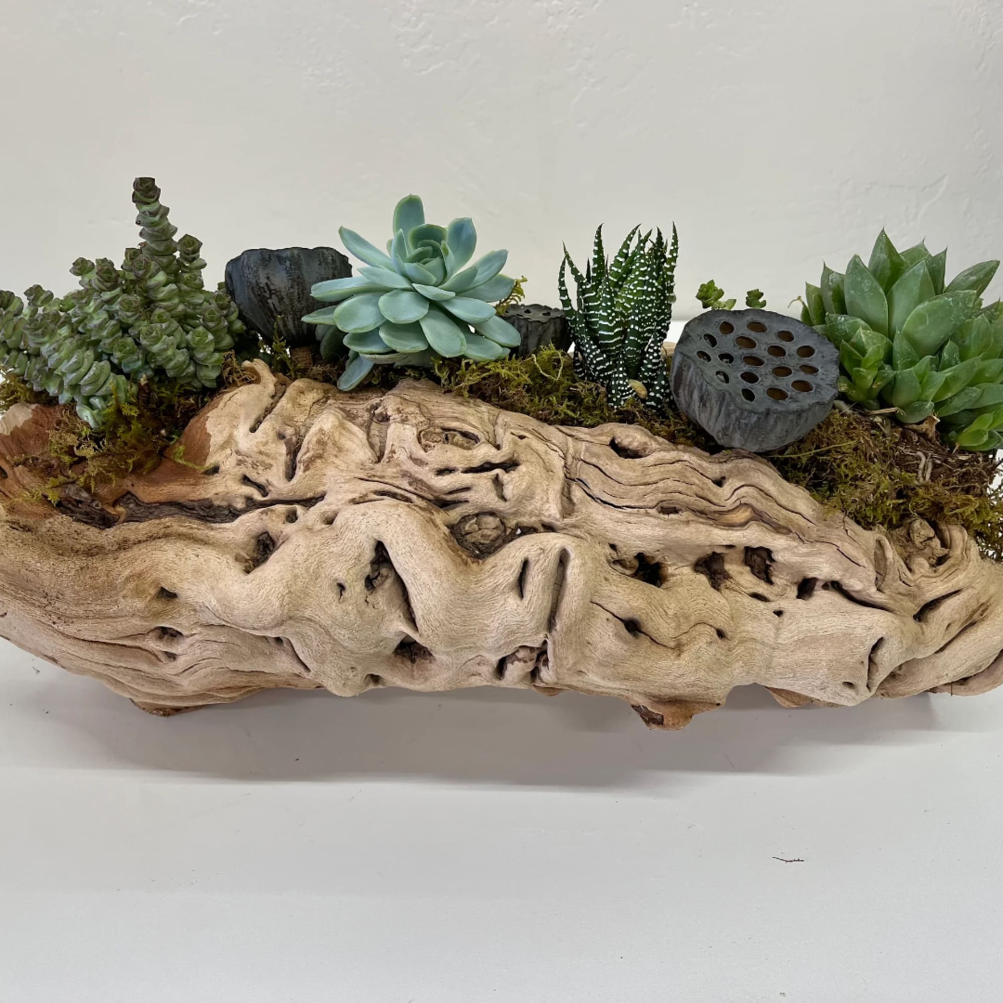 Succulent arrangement in a driftwood planter with moss and dark decorative stones
