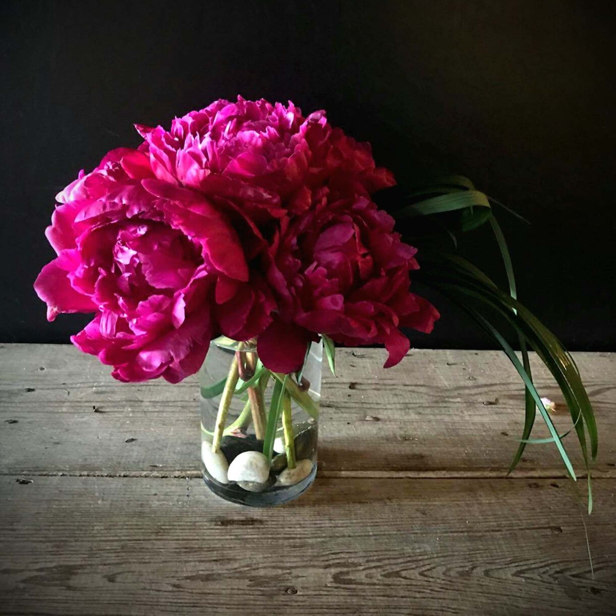 Bright pink peonies in a clear glass vase with decorative stones