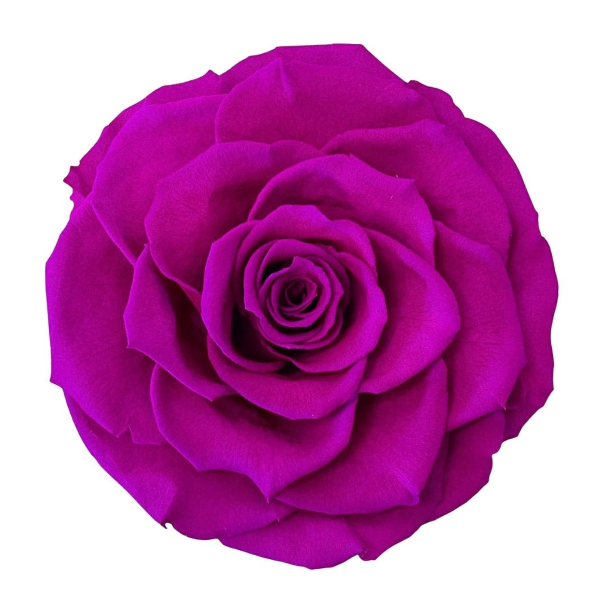 Single magenta rose bloom on a white background