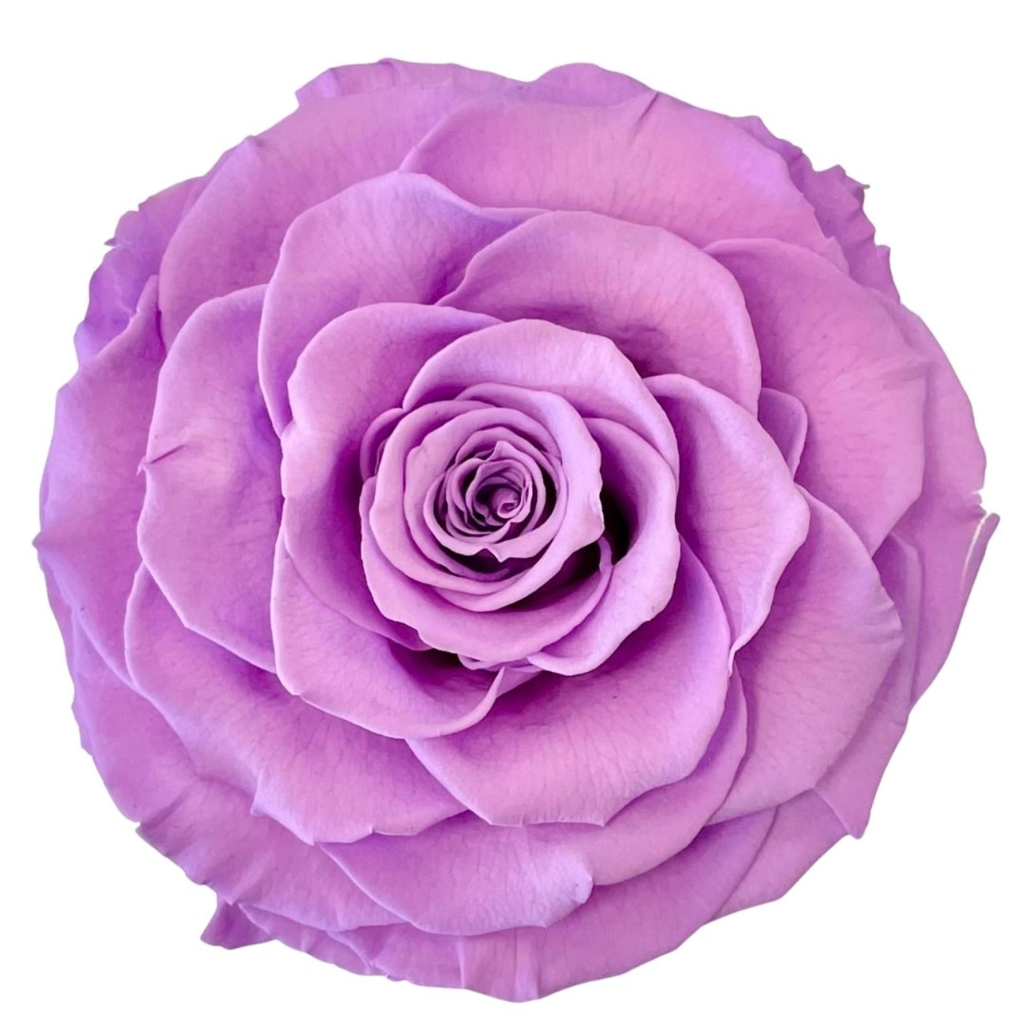 Single lavender rose bloom on a white background