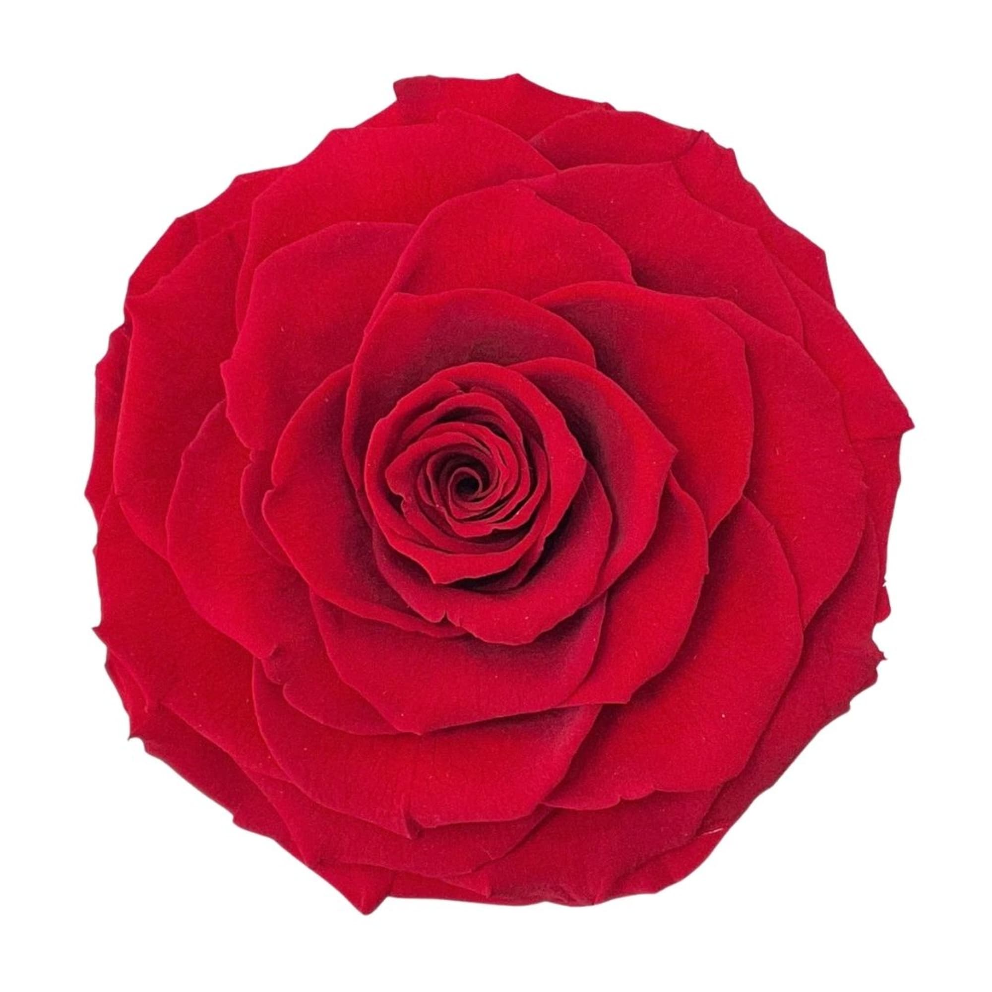 Single red rose bloom on a white background