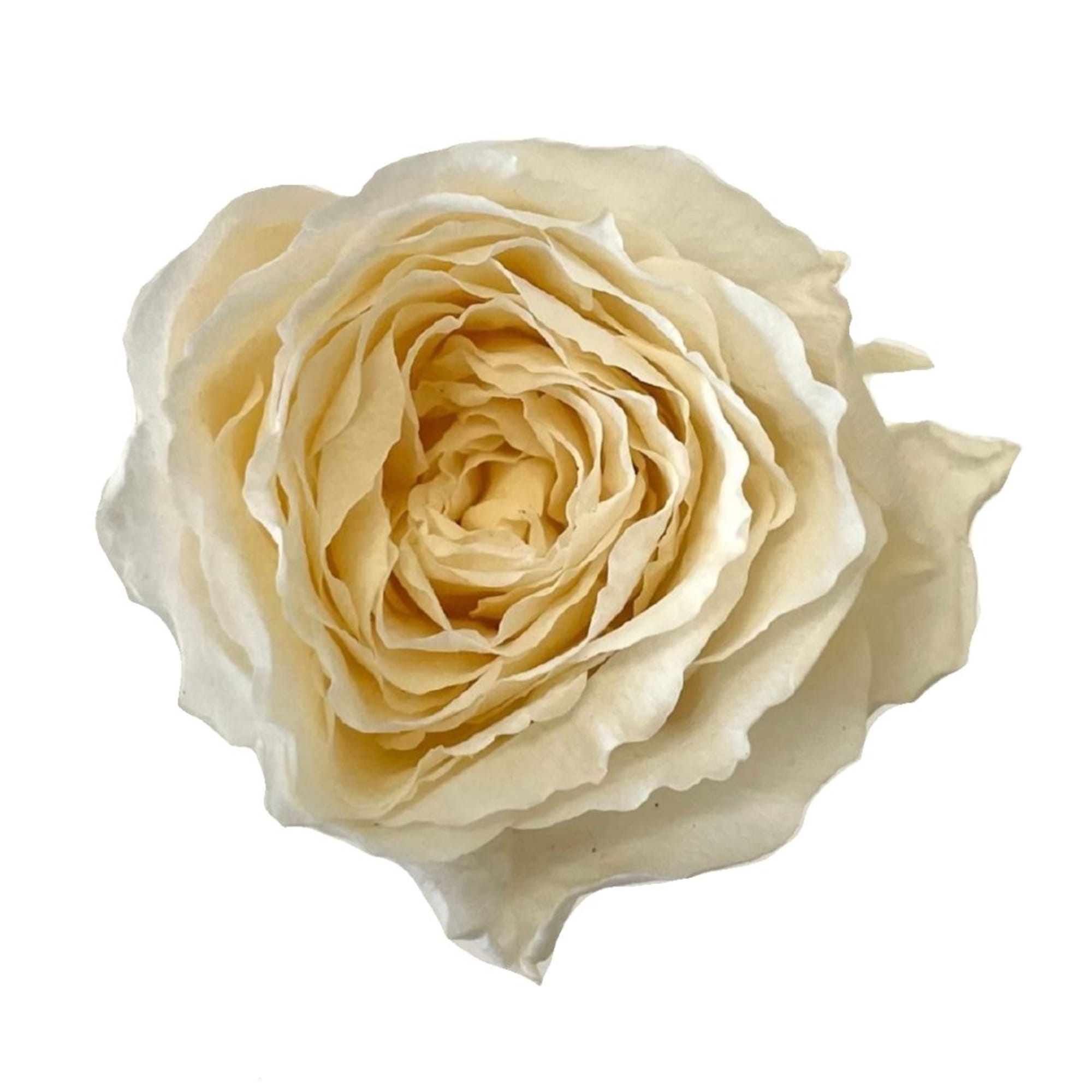 Single cream rose bloom on a white background