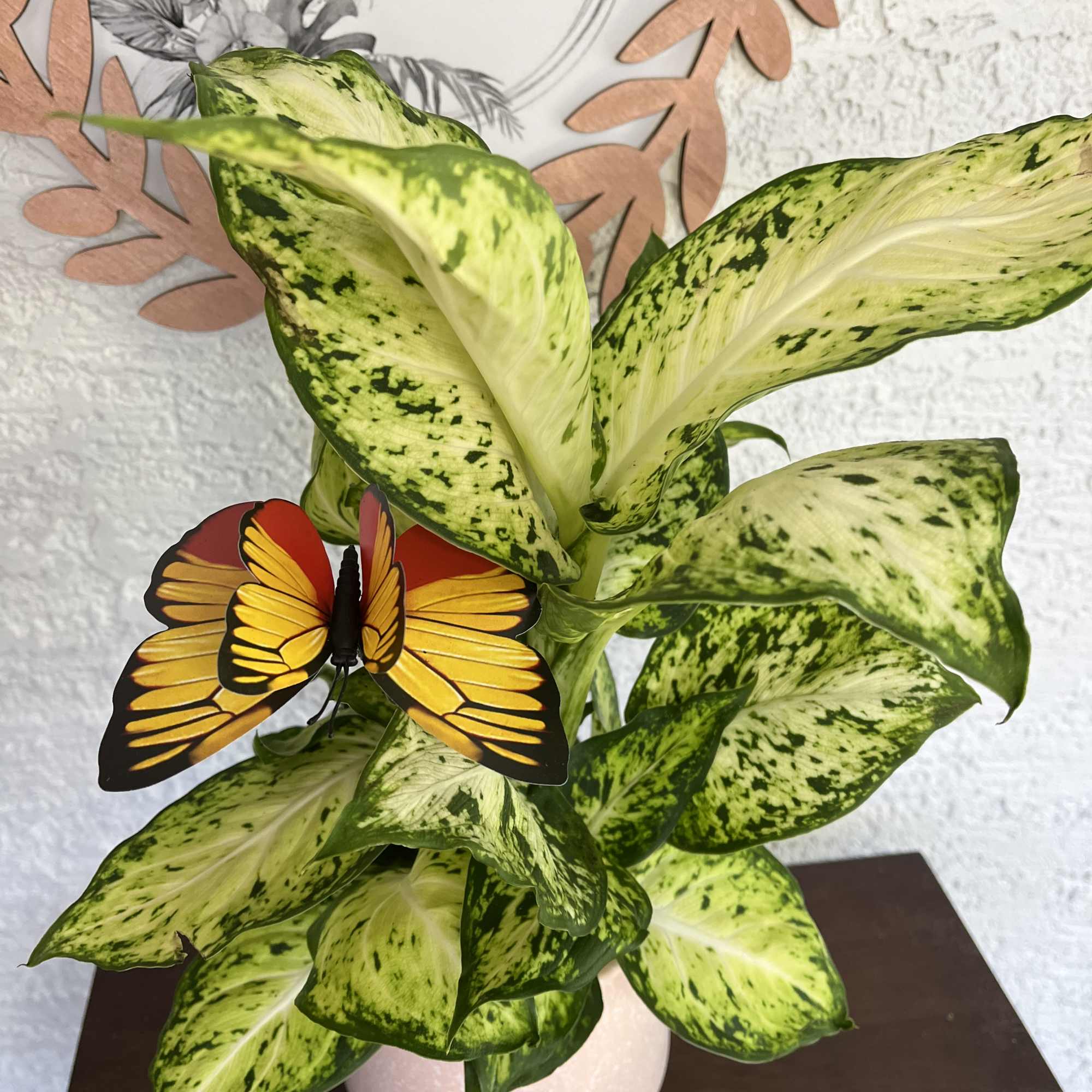 Potted variegated green plant with a decorative butterfly