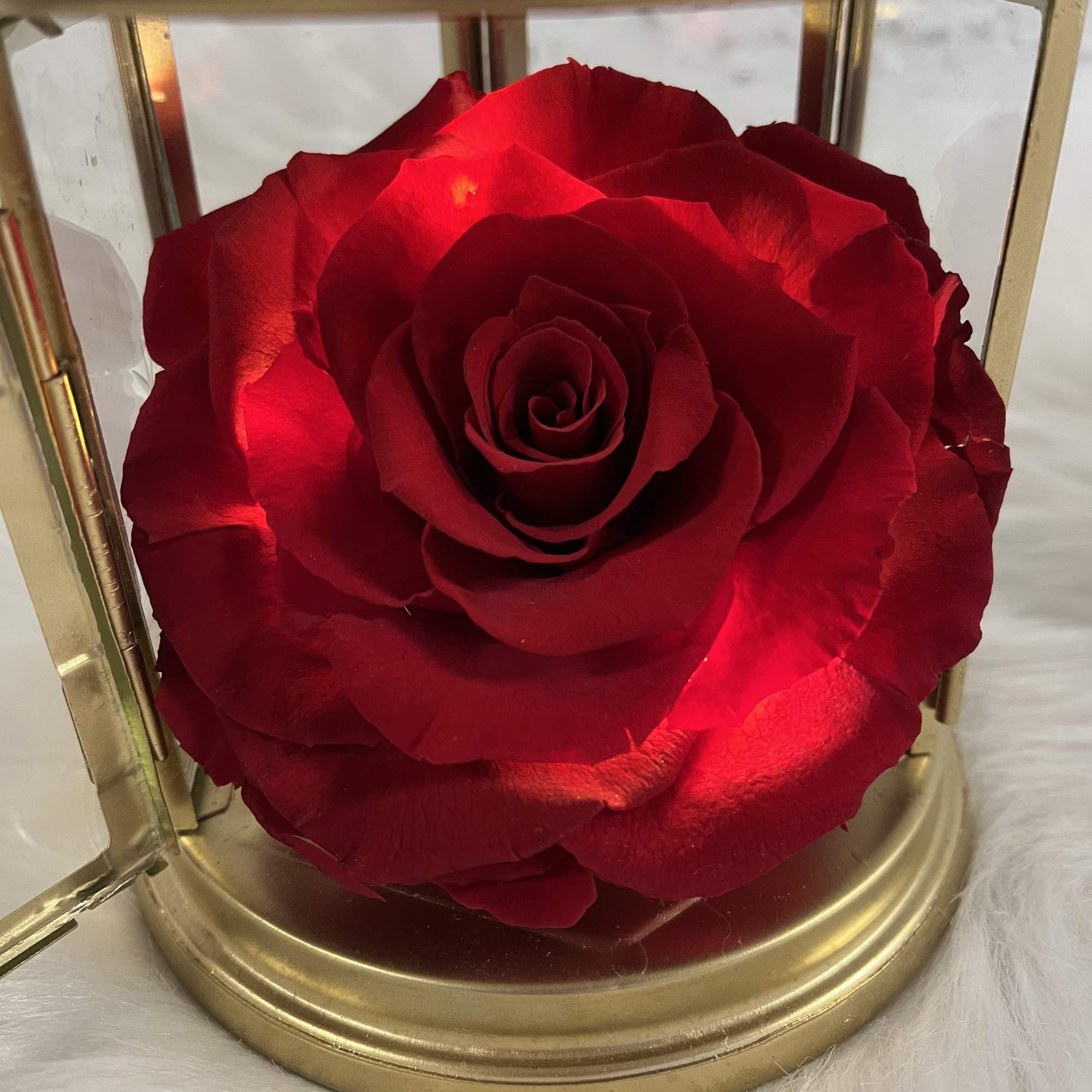 Single red rose in a gold glass lantern