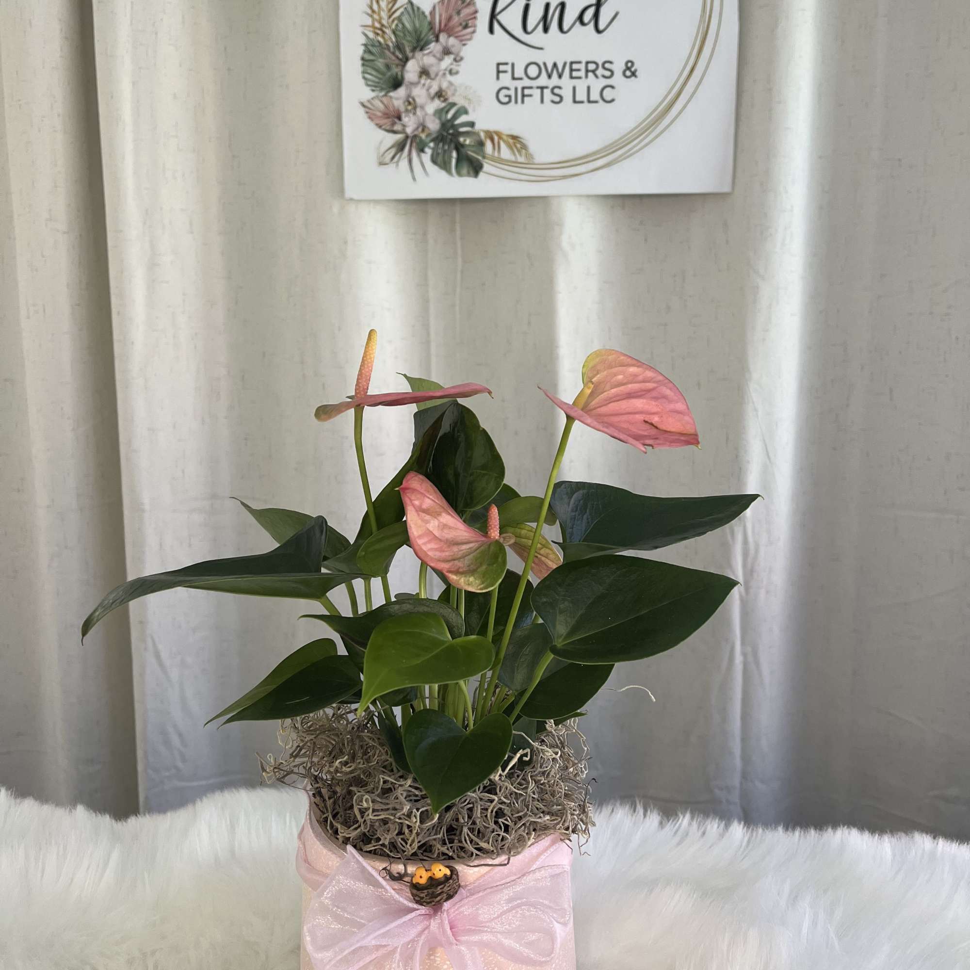 Pink anthurium plant with heart-shaped blooms in a pink pot wrapped with a bow and bird accent.