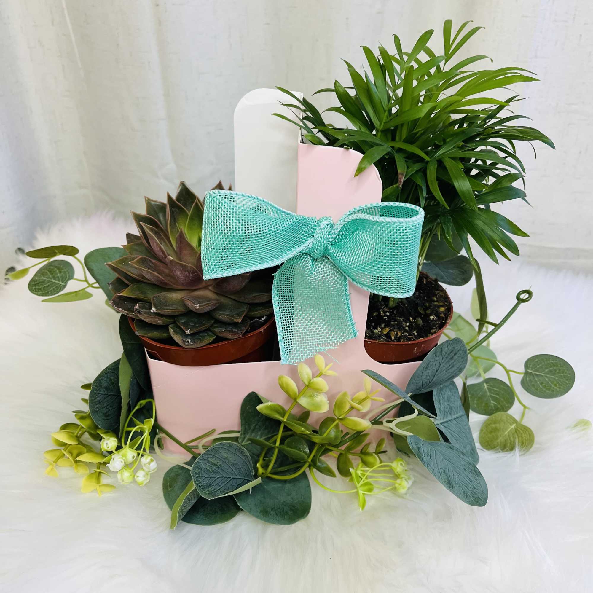 Two potted plants in a pink gift box with a turquoise bow