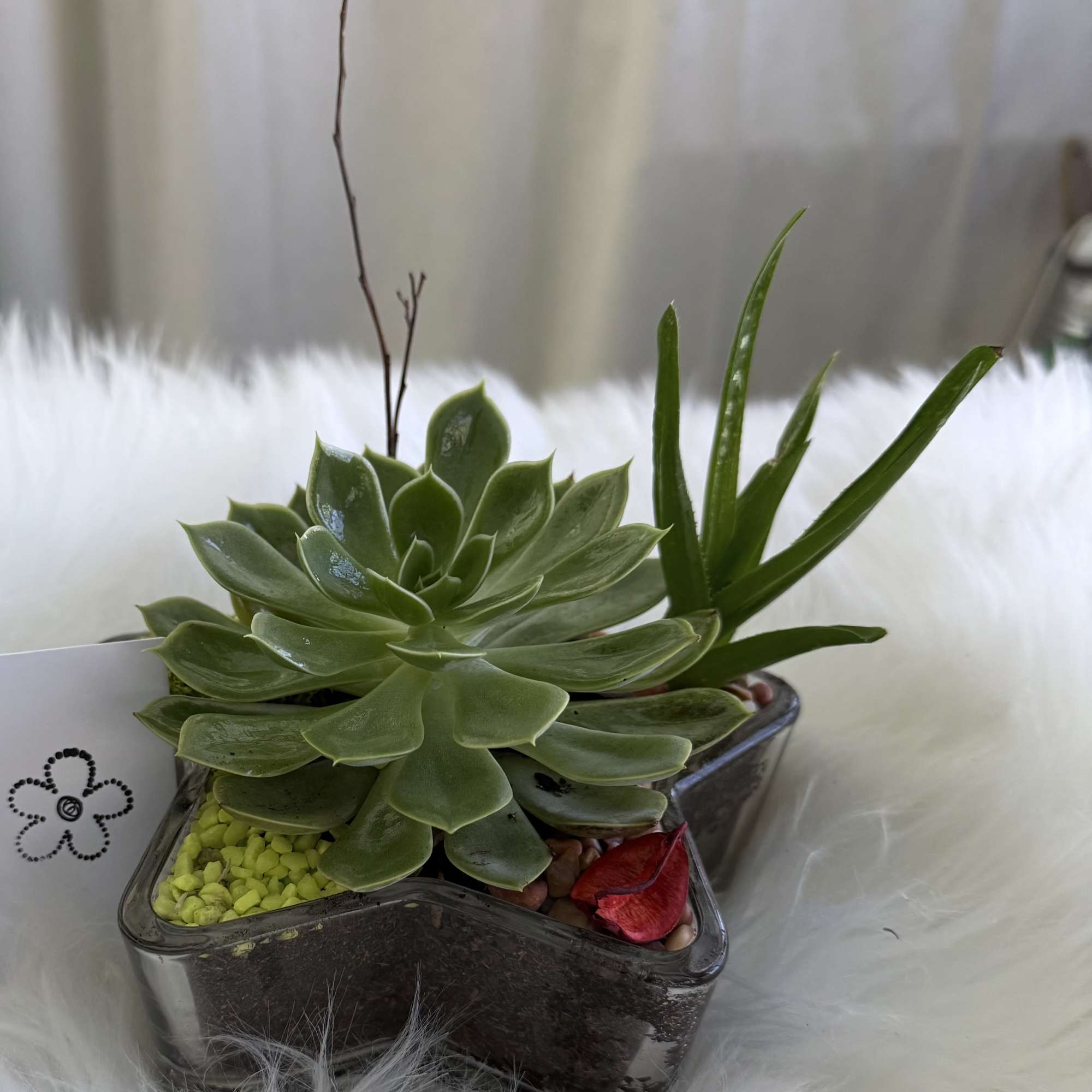 Potted succulent arrangement in a star-shaped glass container