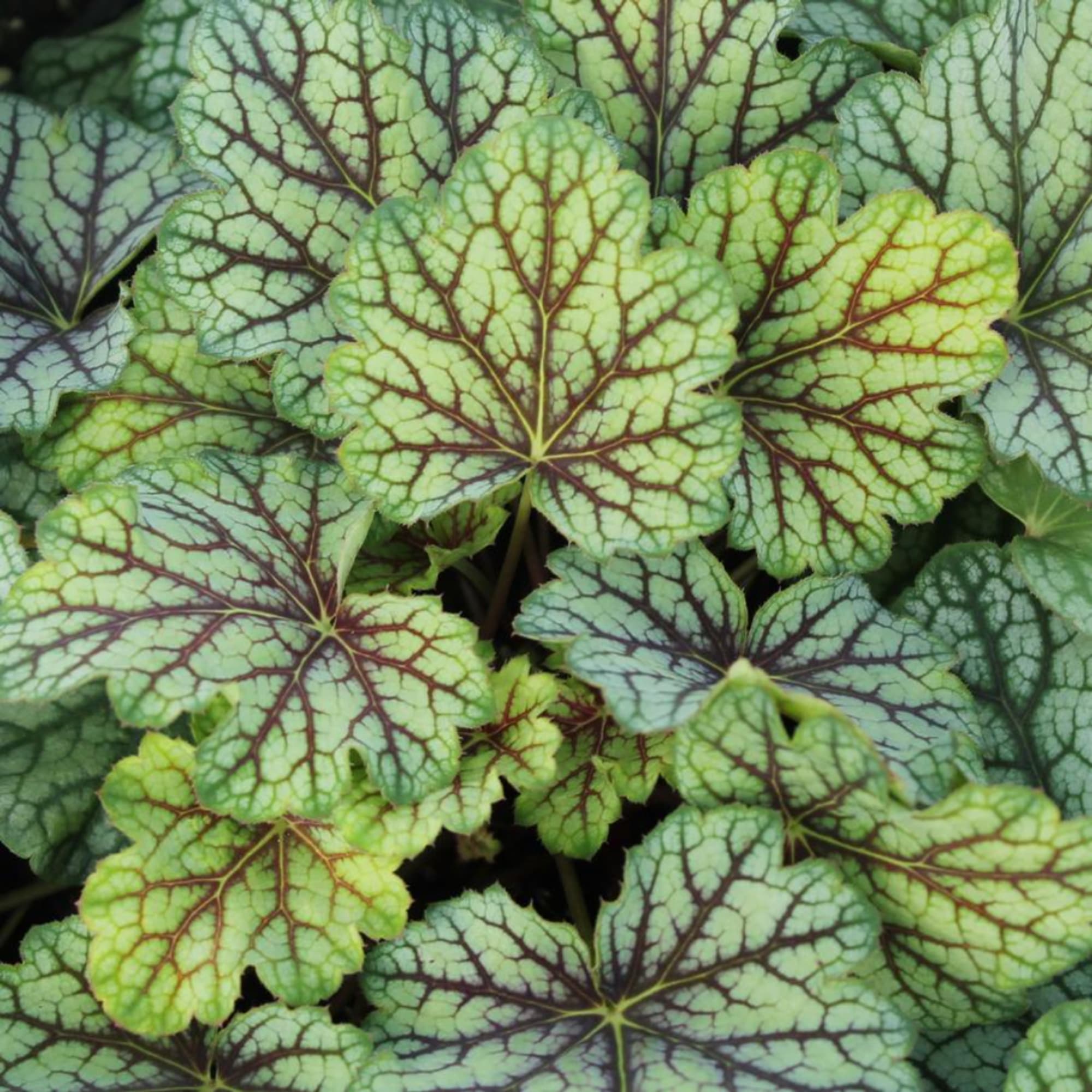 Close-up of a leafy plant with green veined leaves