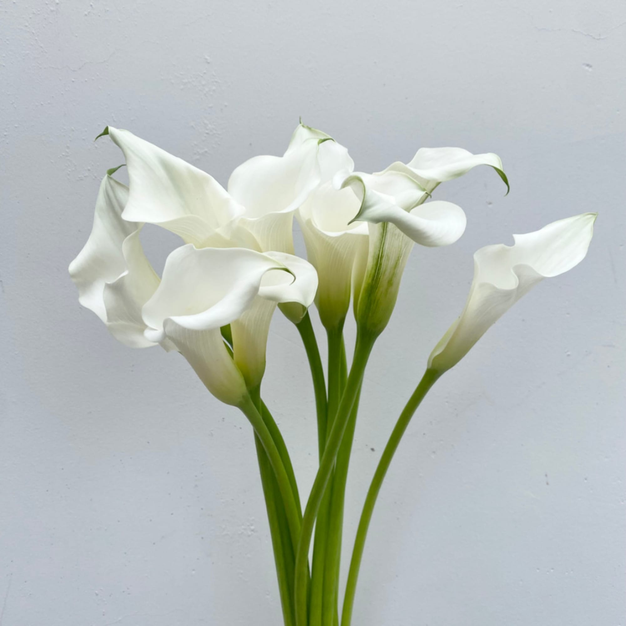 White calla lilies with long green stems against a plain gray background