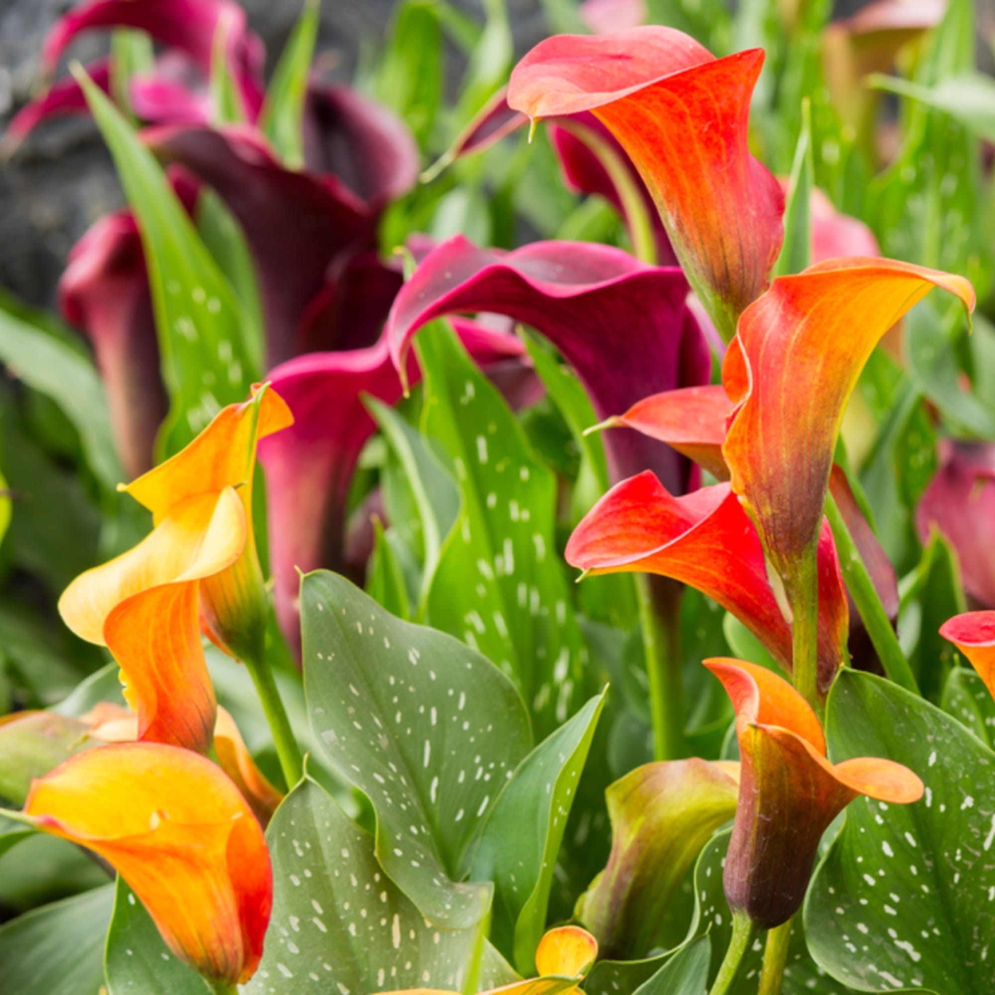 Orange and purple calla lilies clustered together with speckled green leaves