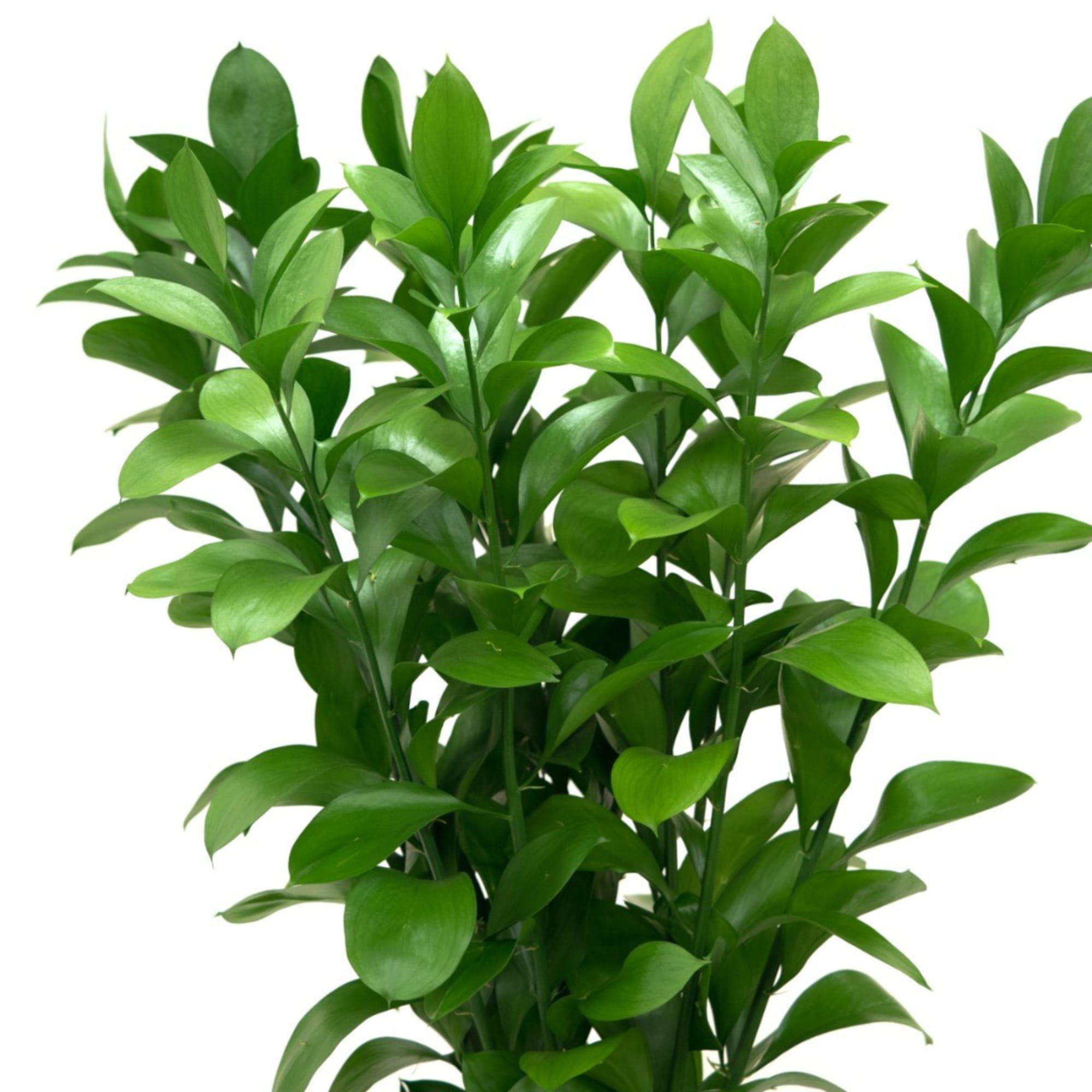 Bundle of glossy green foliage stems on a white background