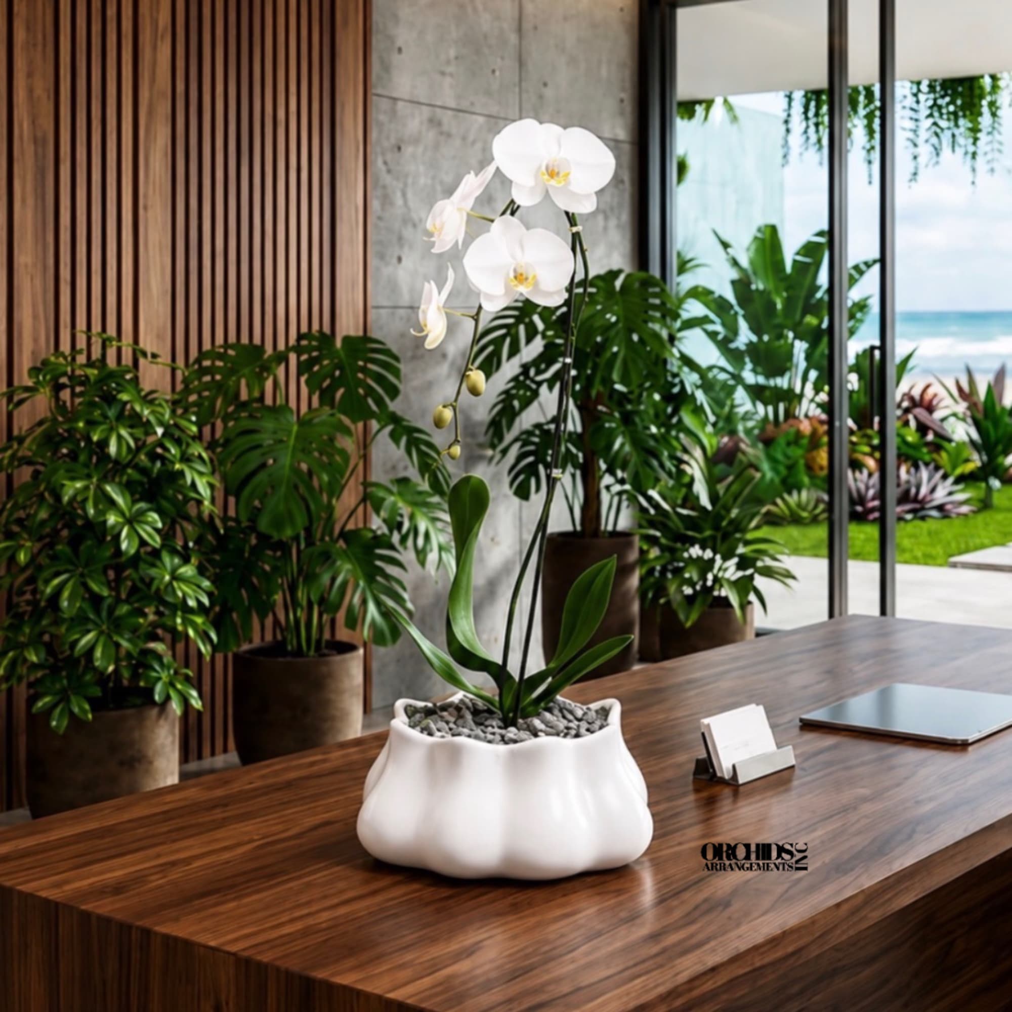 White orchid plant in a sculpted white pot on a wooden table