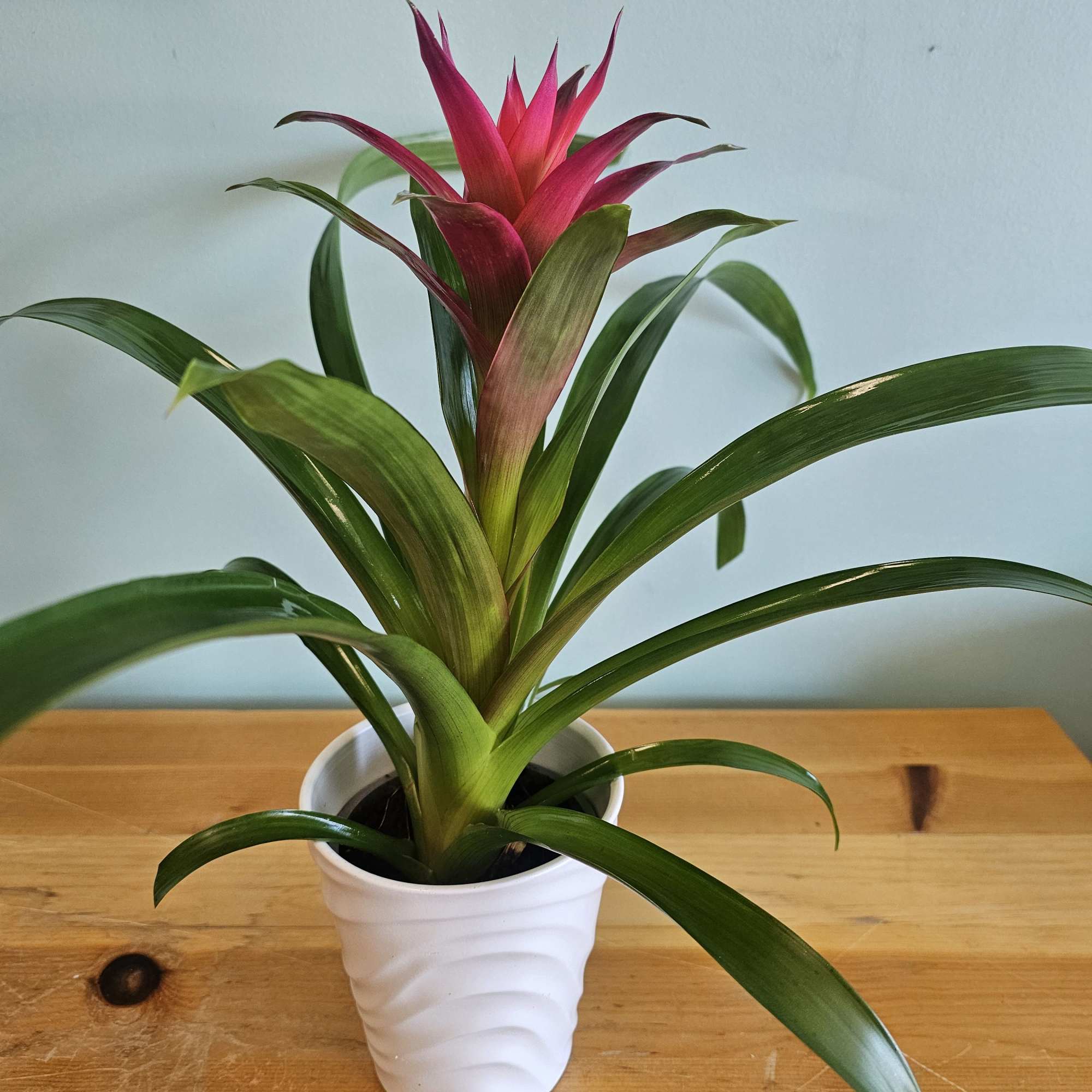 Potted bromeliad with a pink-red central bloom in a white pot