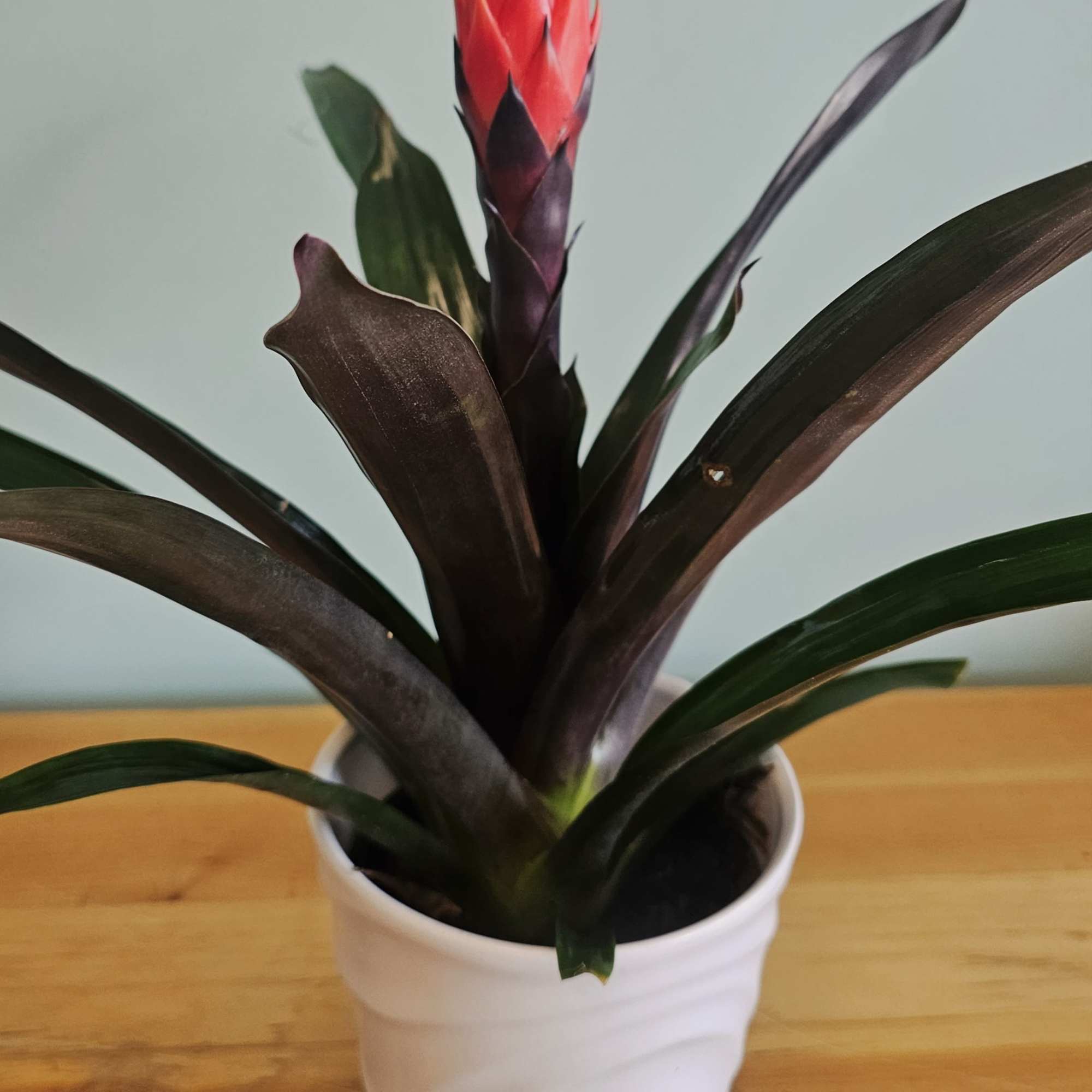 This plant grows well in part to full shade and does well