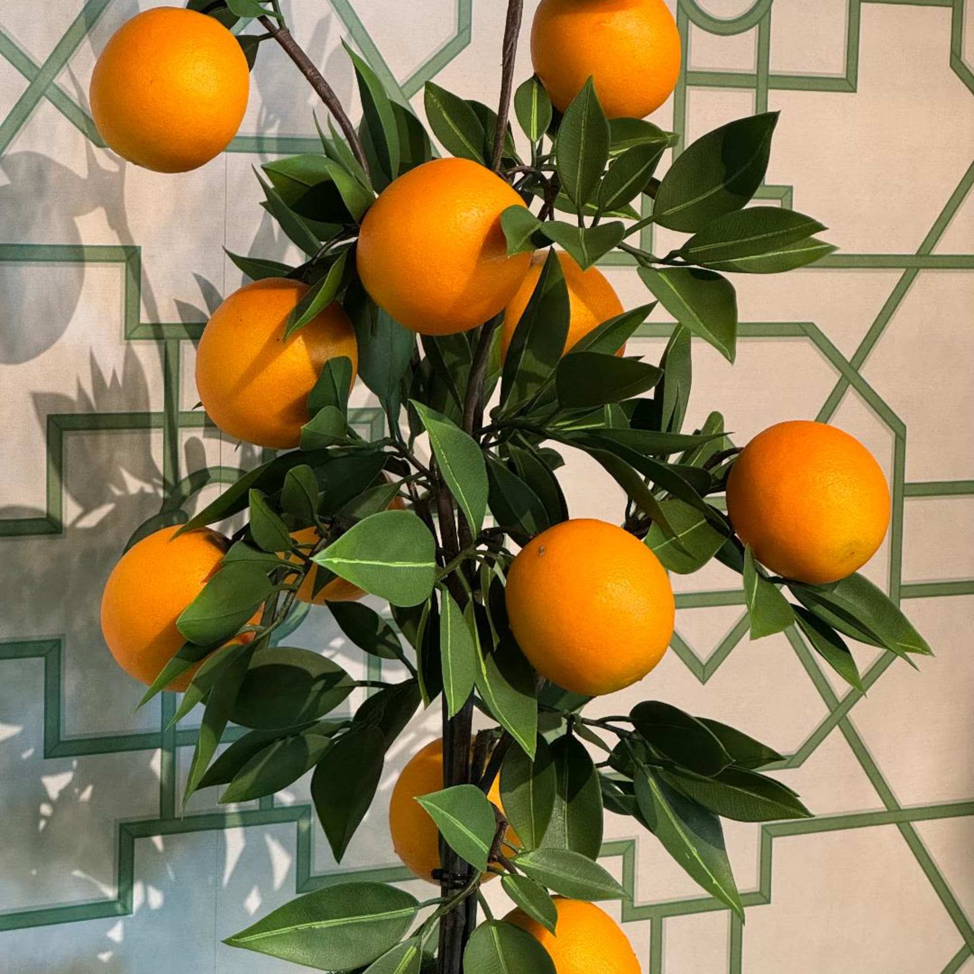Decorative citrus tree with orange fruit and glossy green leaves